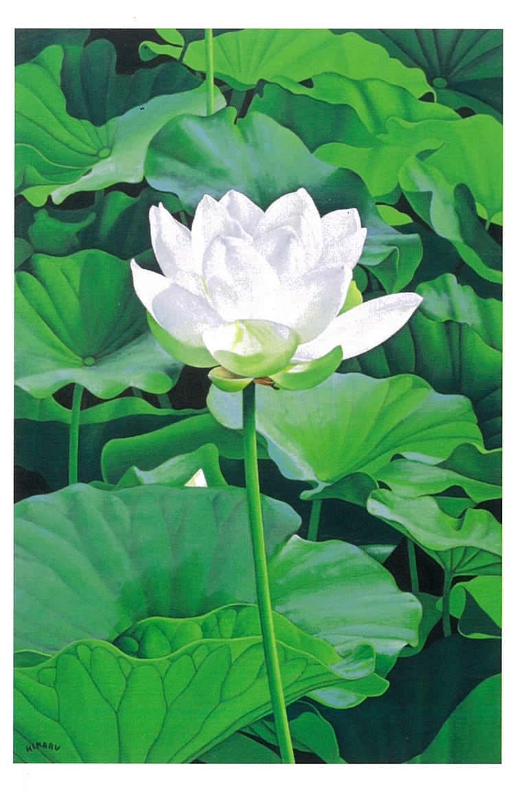 蓮の花 絵葉書5枚セット | 油絵画家 吉野光 公式ショップ