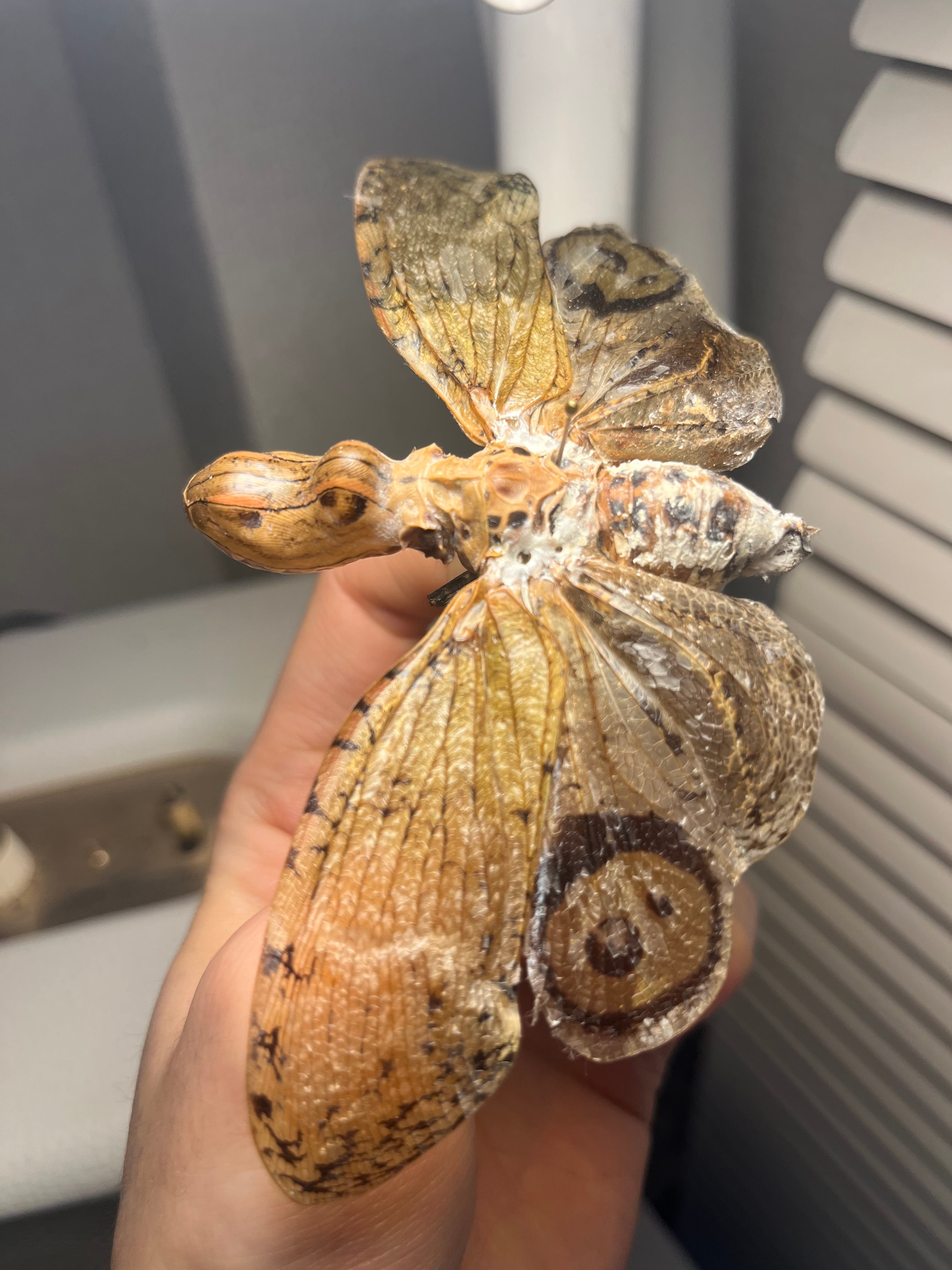 テンニョハゴロモ 標本 蛾 オオミズアオ オナガミズアオ Parnassius 65mm】オオテングビワハゴロモ 外国産蝶標本 標本 蝶 蛾 ヤママユ