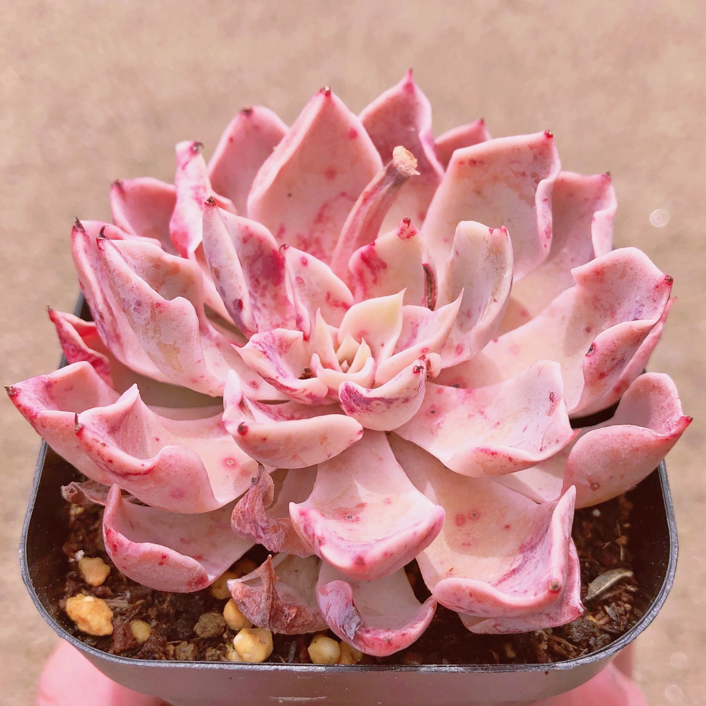 多肉☆ピンク蝶・大株・微根 ピンク蝶錦/ピンクローラ錦 多肉植物の通販 by Nan申請前に必ず
