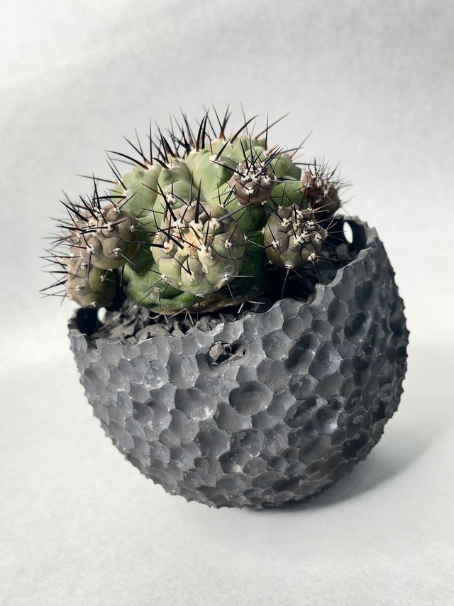 コピアポア・黒王丸