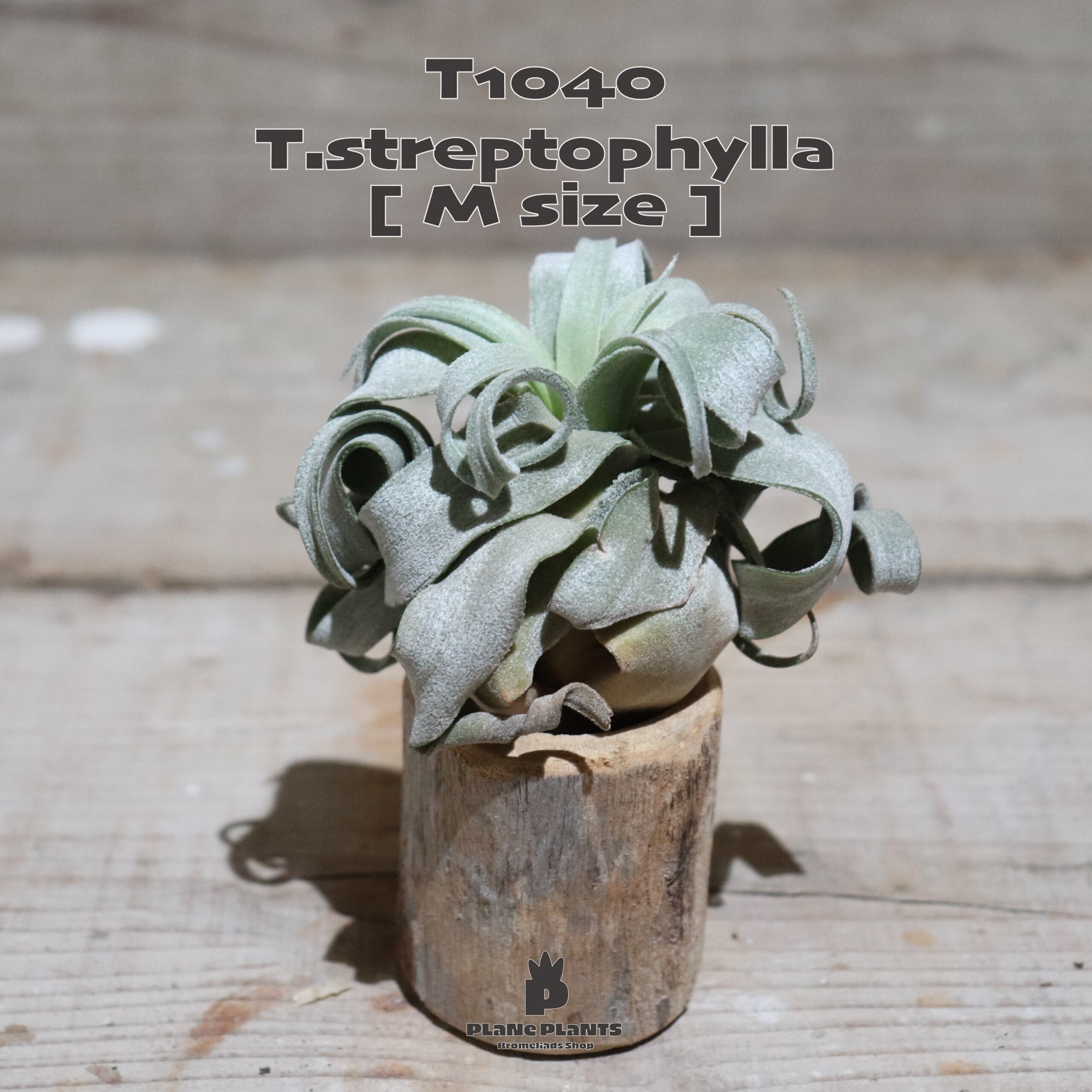 【送料無料】ストレプトフィラ M〔エアプランツ〕現品発送T1040