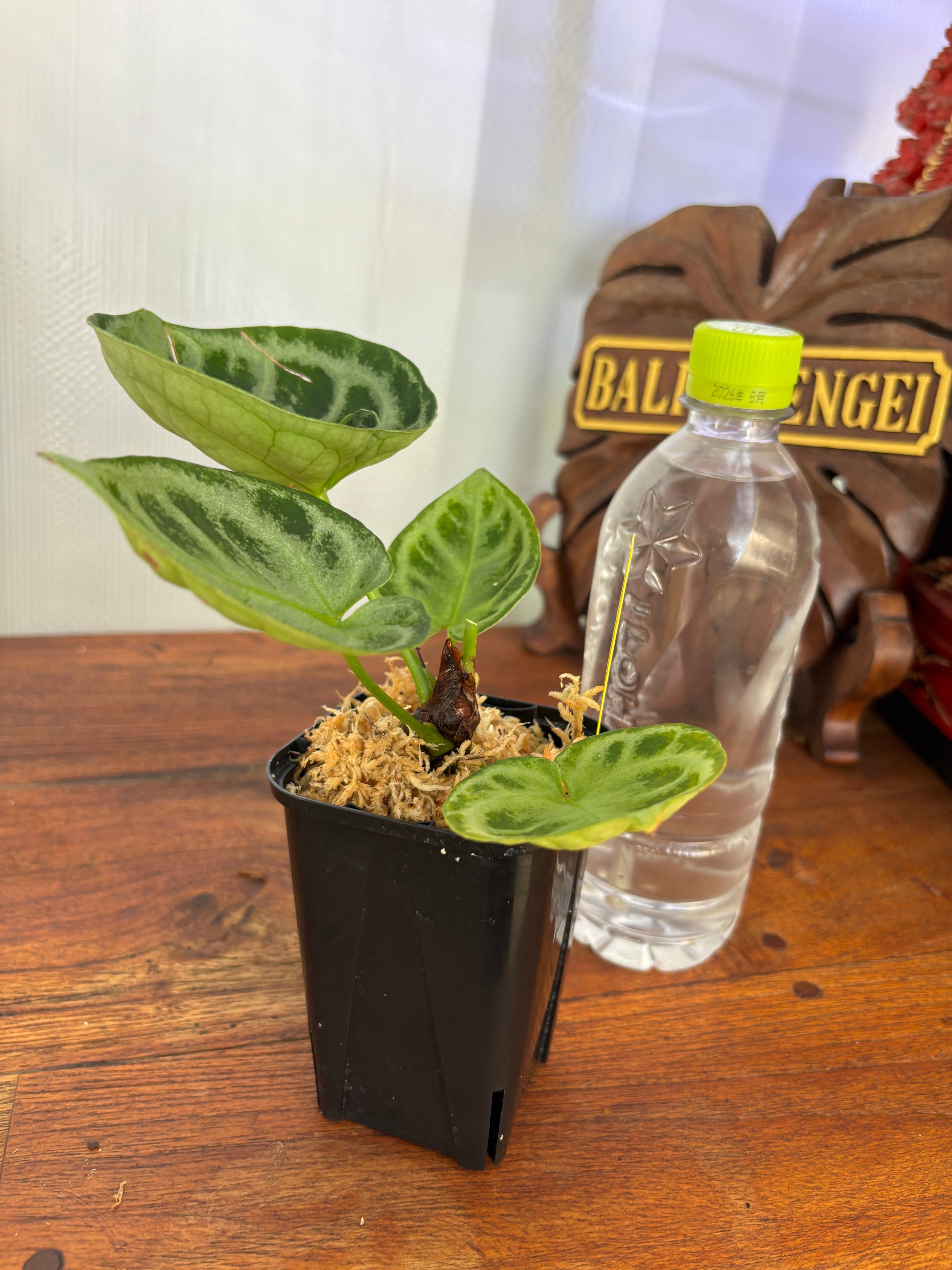 Anthurium | BALI-AN 園芸