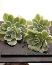 微発根カット苗 ドミンゴ錦 Echeveria 'Domingo Variegated'