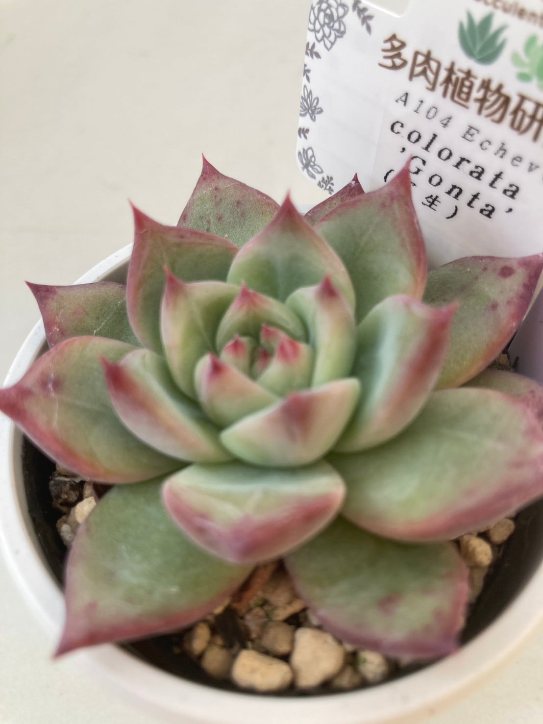 現物商品】コロラータ ゴンタ ② | 多肉植物研究所