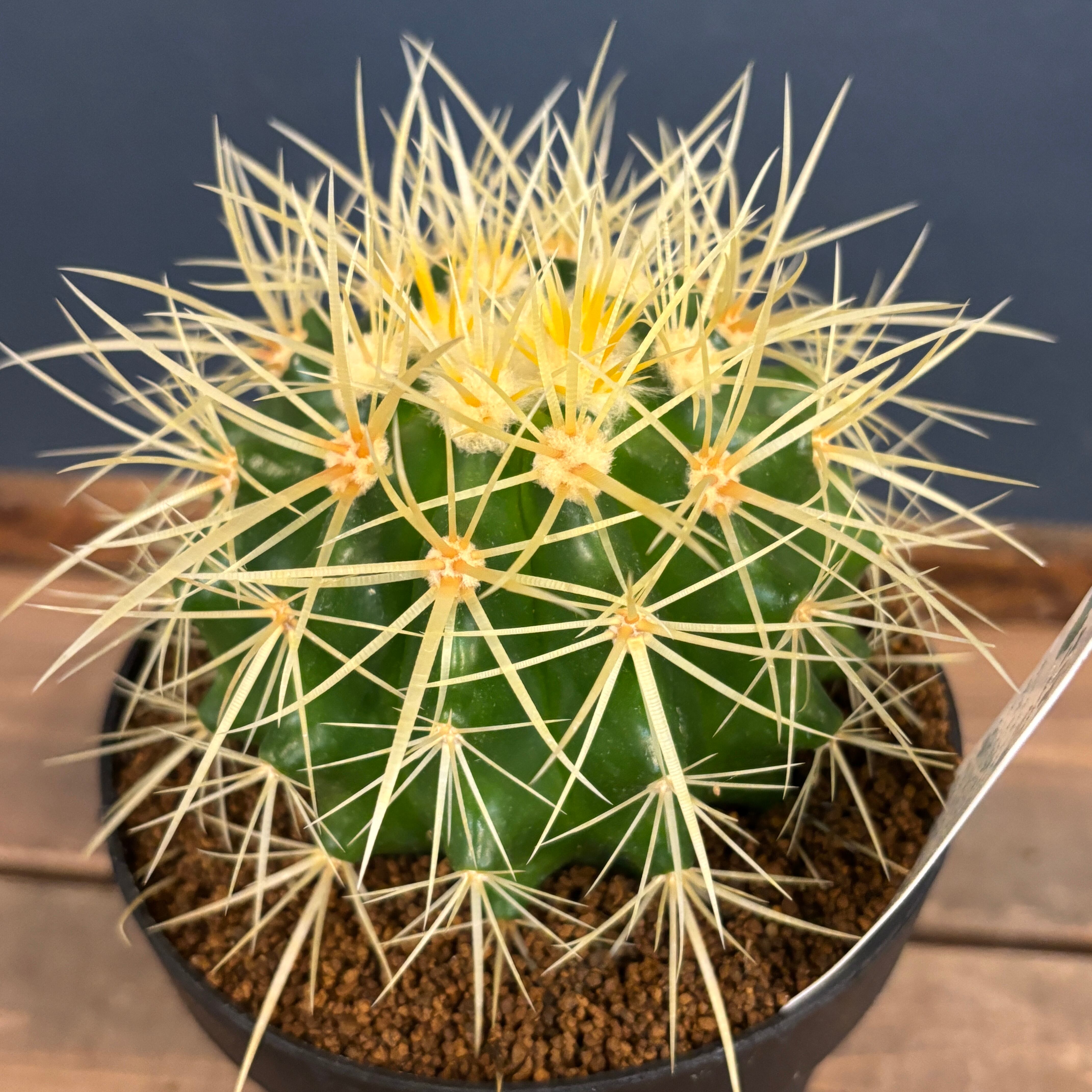 サボテン エキノカクタス 金鯱【232】 | PROTOLEAF プロトリーフ