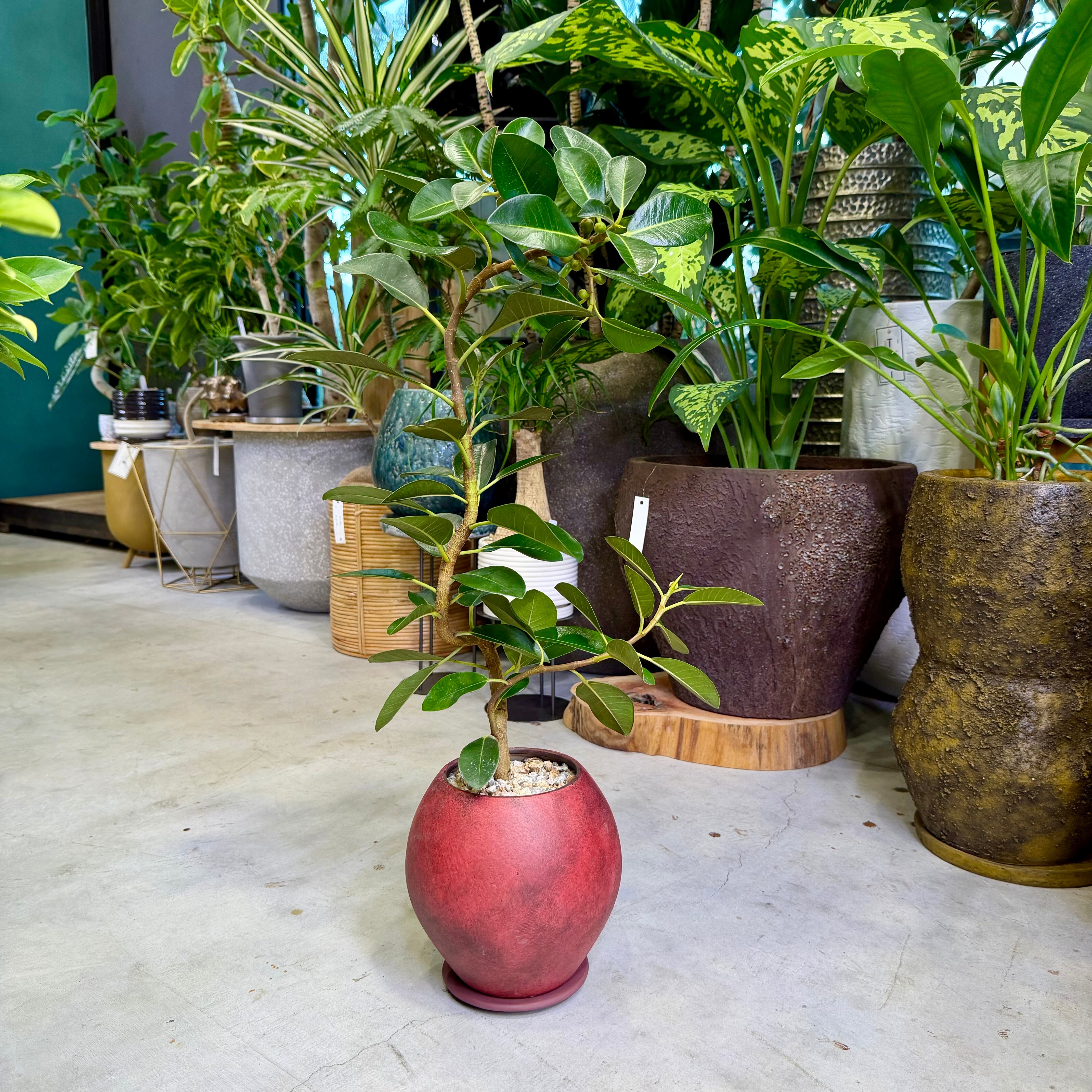 フィカス系 | barrelplants_BONSAI