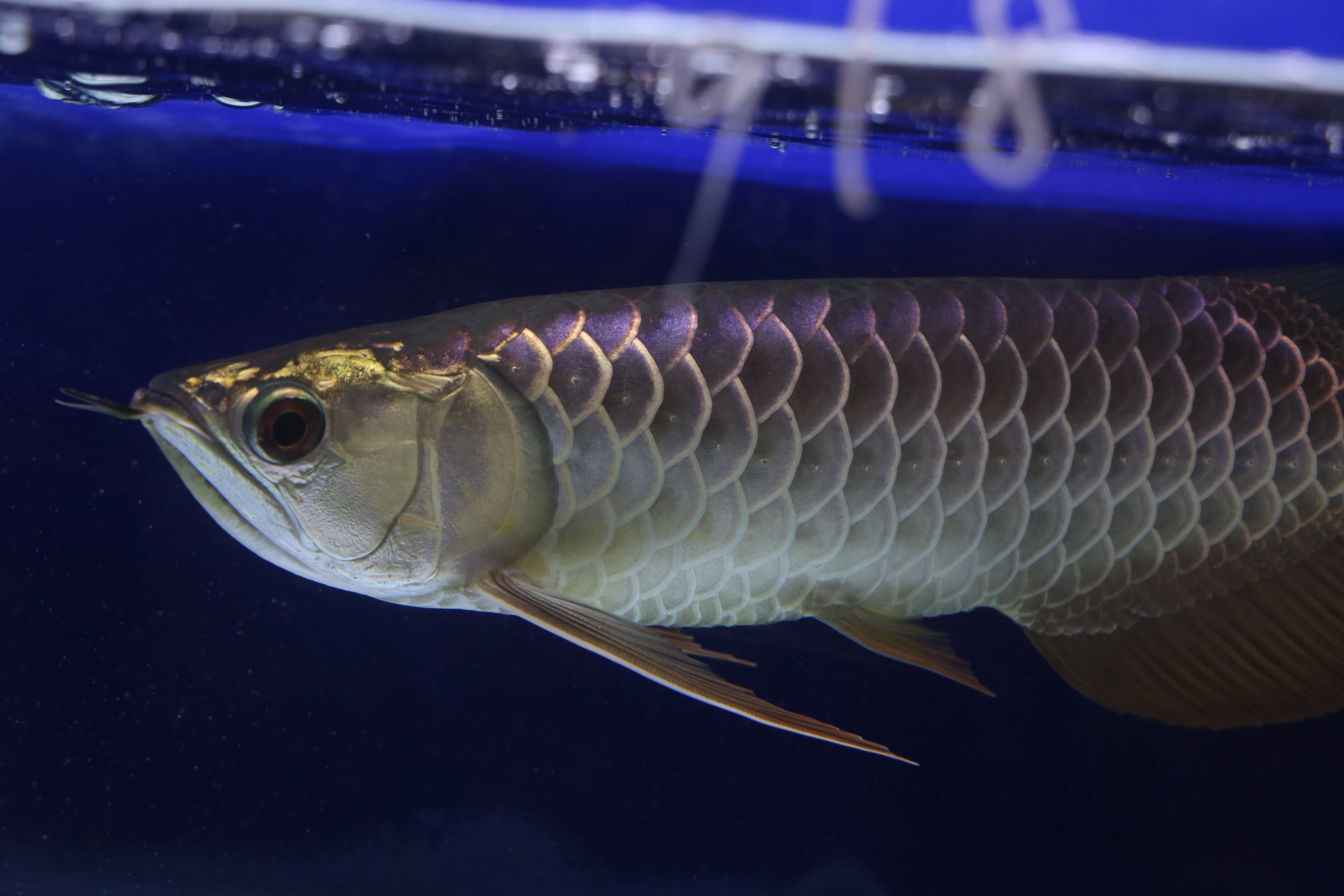 美個体 過背金龍 マレーシア ゴールデン 証明書付き アロワナ 過背金龍