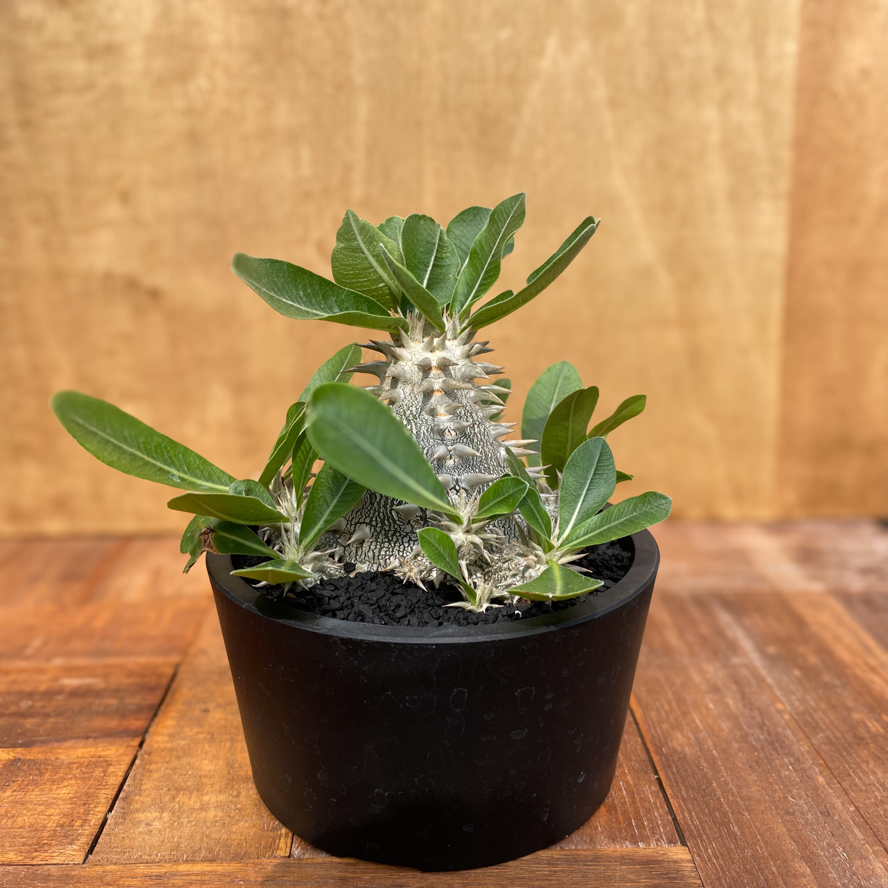 Pachypodium Densicaule【パキポディウム・恵比寿大黒・実生  