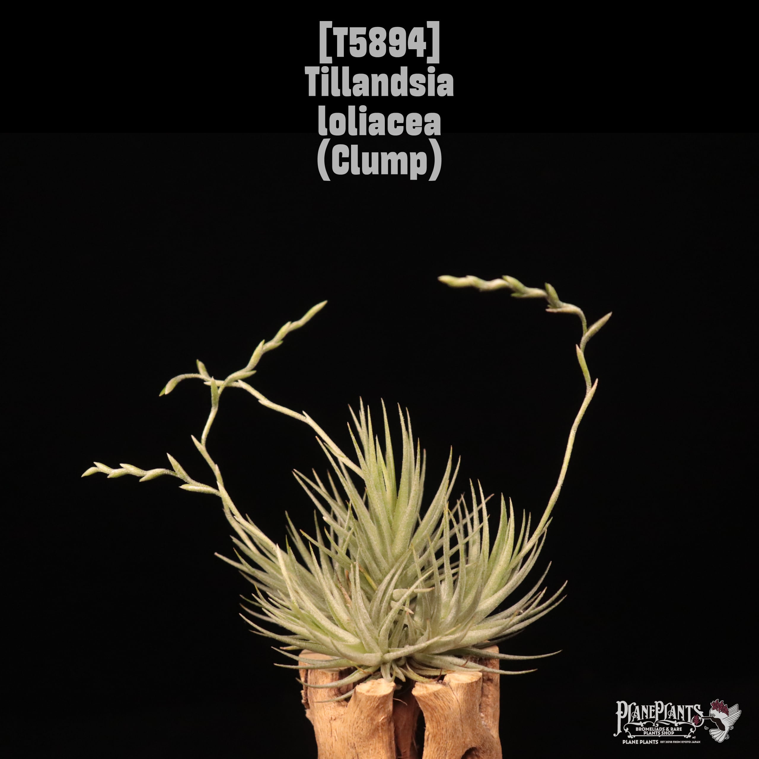 Tillandsia loliacea (Clump)〔ティランジア〕T5894