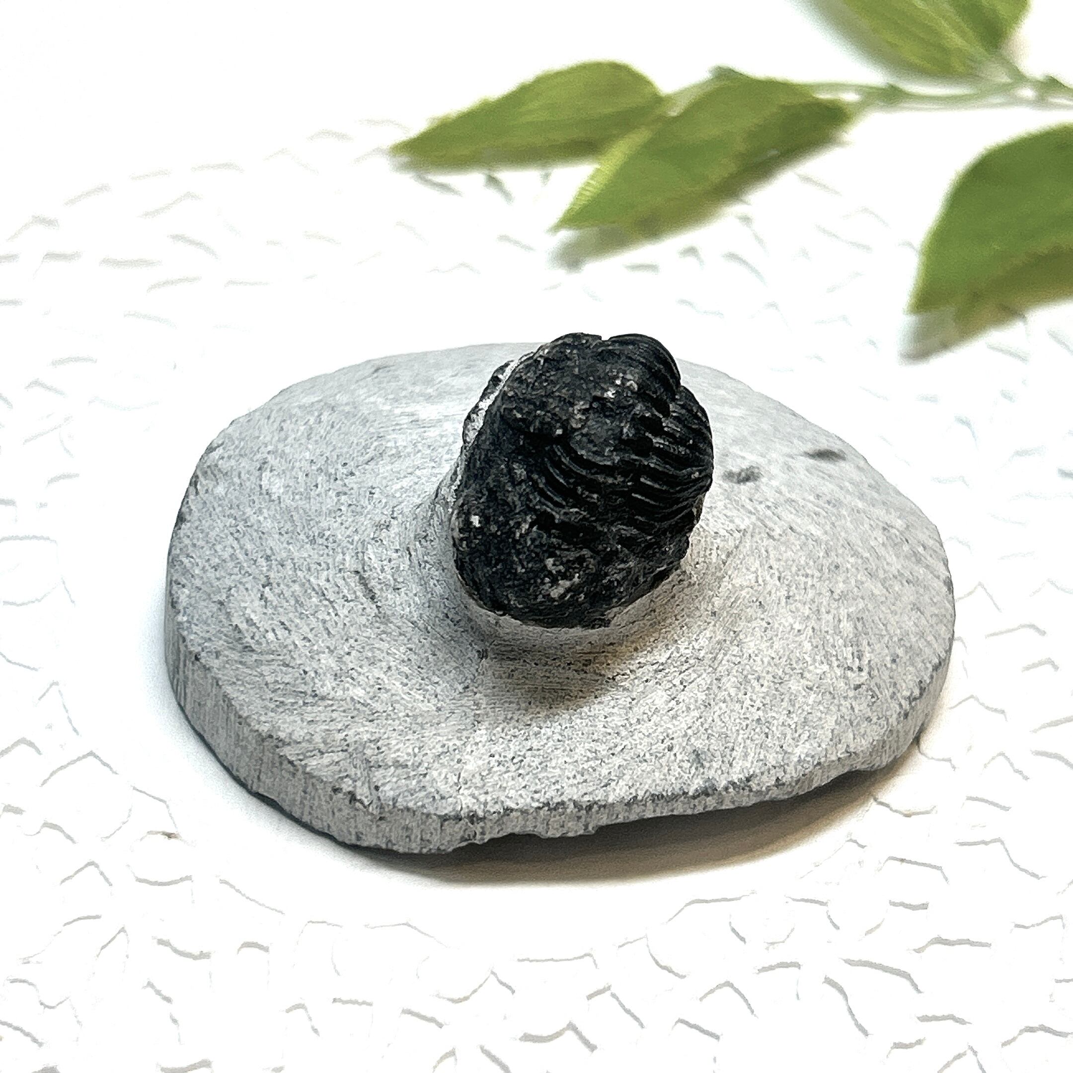 17914】三葉虫 古生代デボン紀 化石 モロッコ 化石標本 | クリスタル