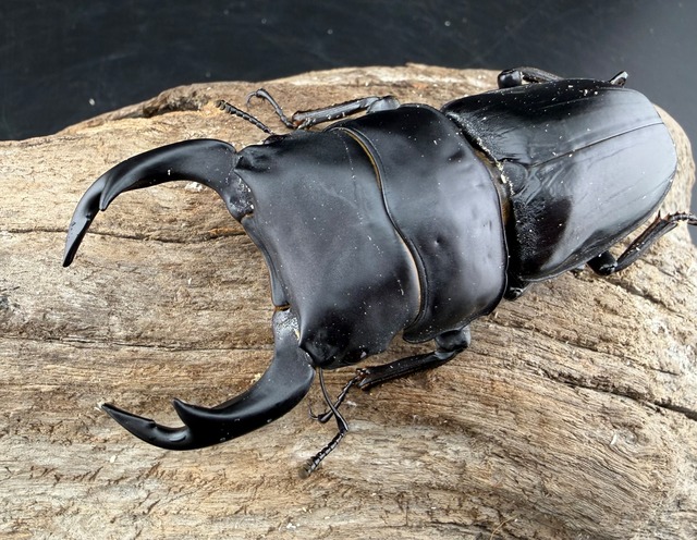 《オオクワガタ 能勢SR血統 81mm ペア》