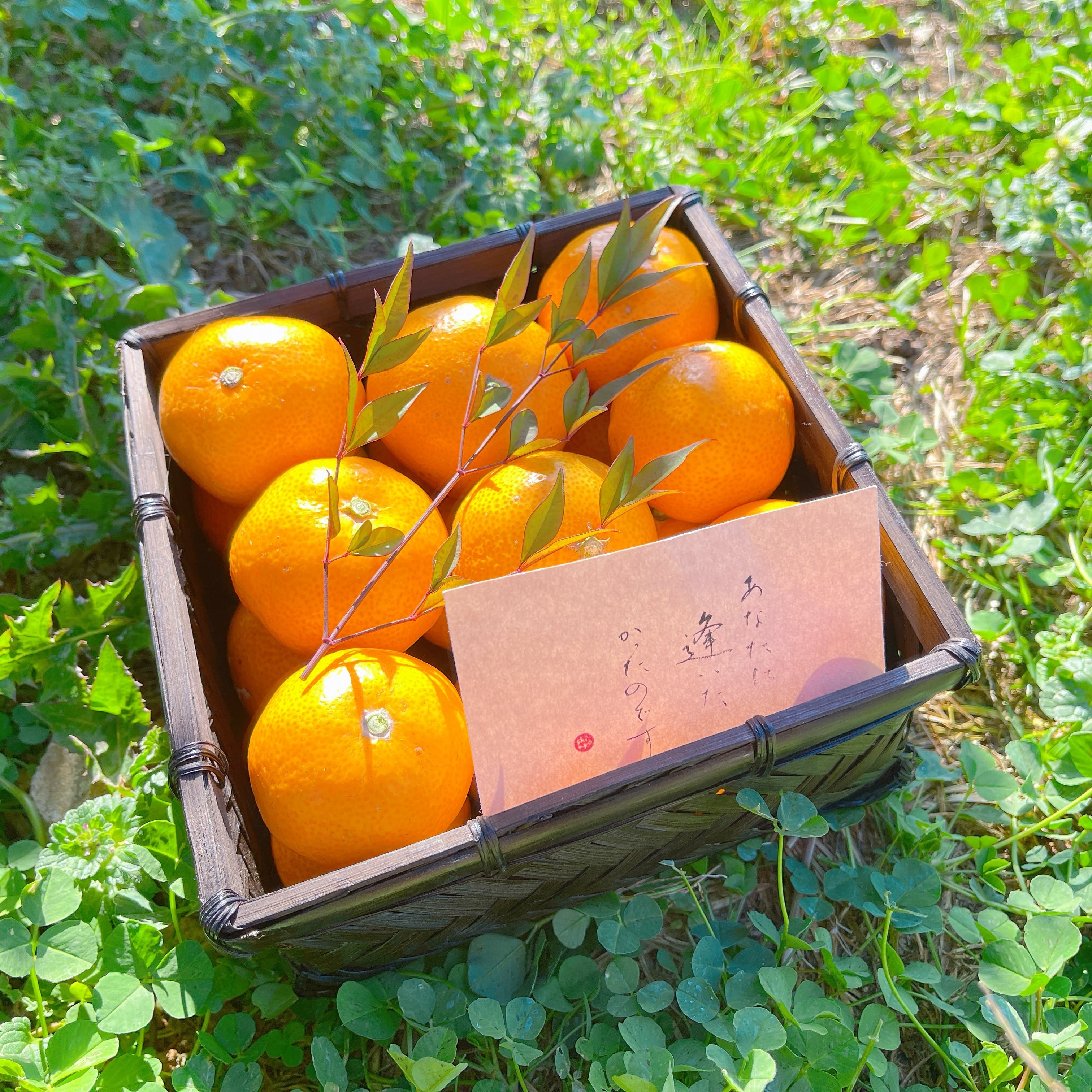 贈答用・黒籠】天田みかん（2Sサイズ） 1kg | 紀州・和歌山の絶品