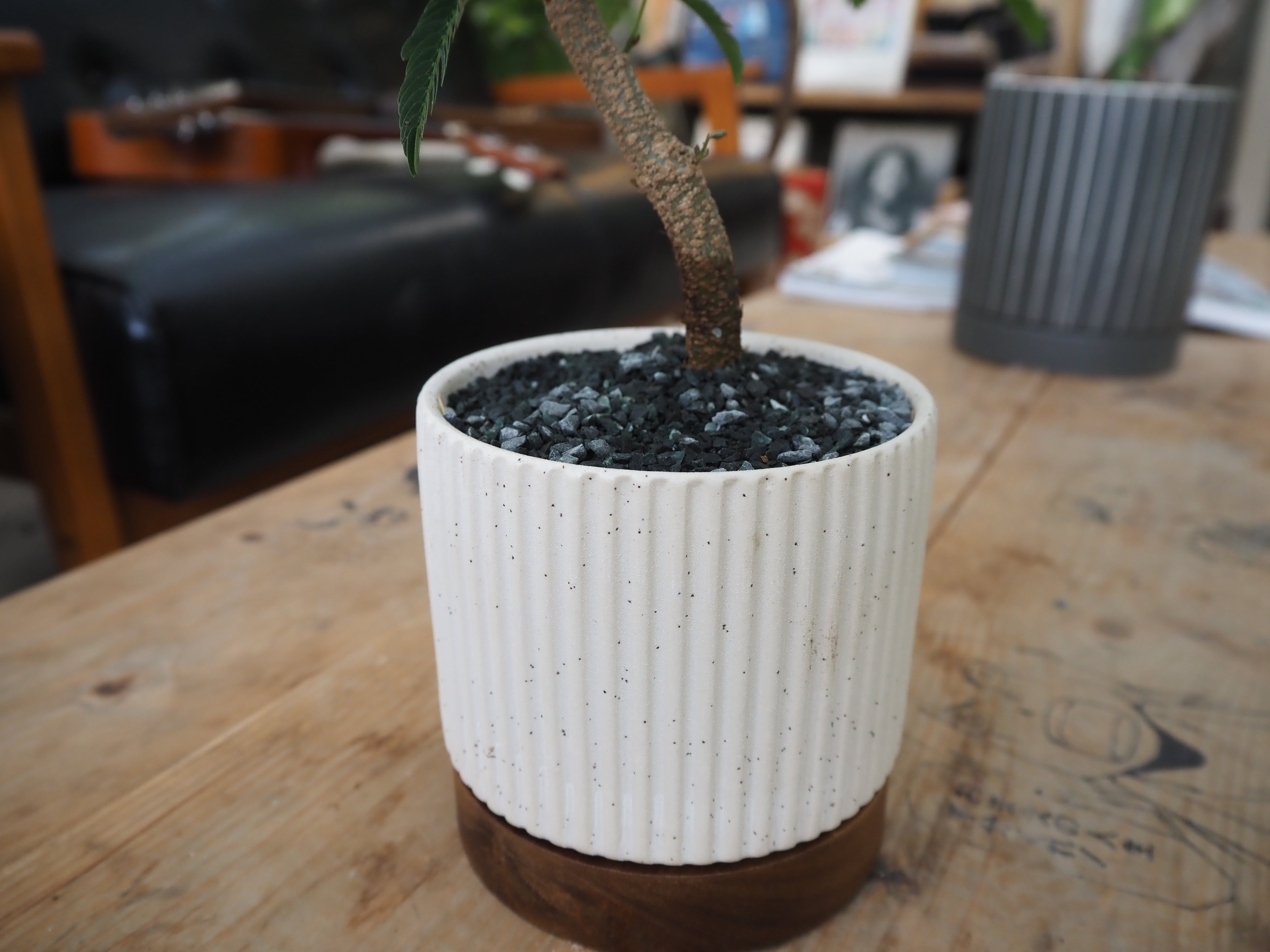 3色展開】【現品】盆栽風エバーフレッシュ 鉢セット【陶器鉢】 | 高橋園芸