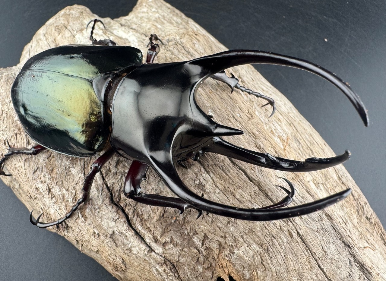 【WD】《アトラスオオカブト原名亜種 パロロ パル産 91mm ペア》