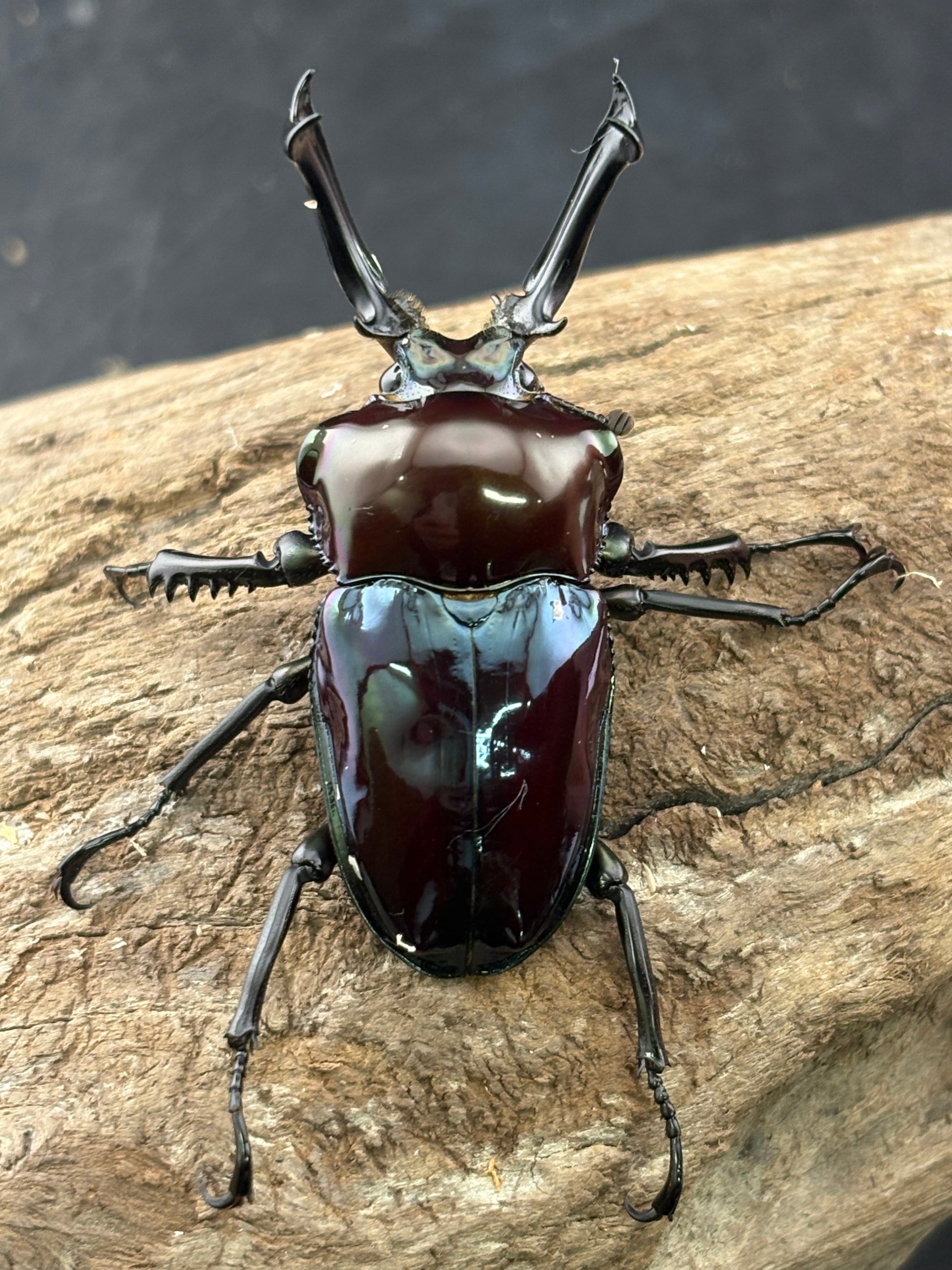 ６・HAMA・ピノガール ニジイロクワガタ 紫紺ピカール系 54mm ペア》セルヴォラン氏委託個体