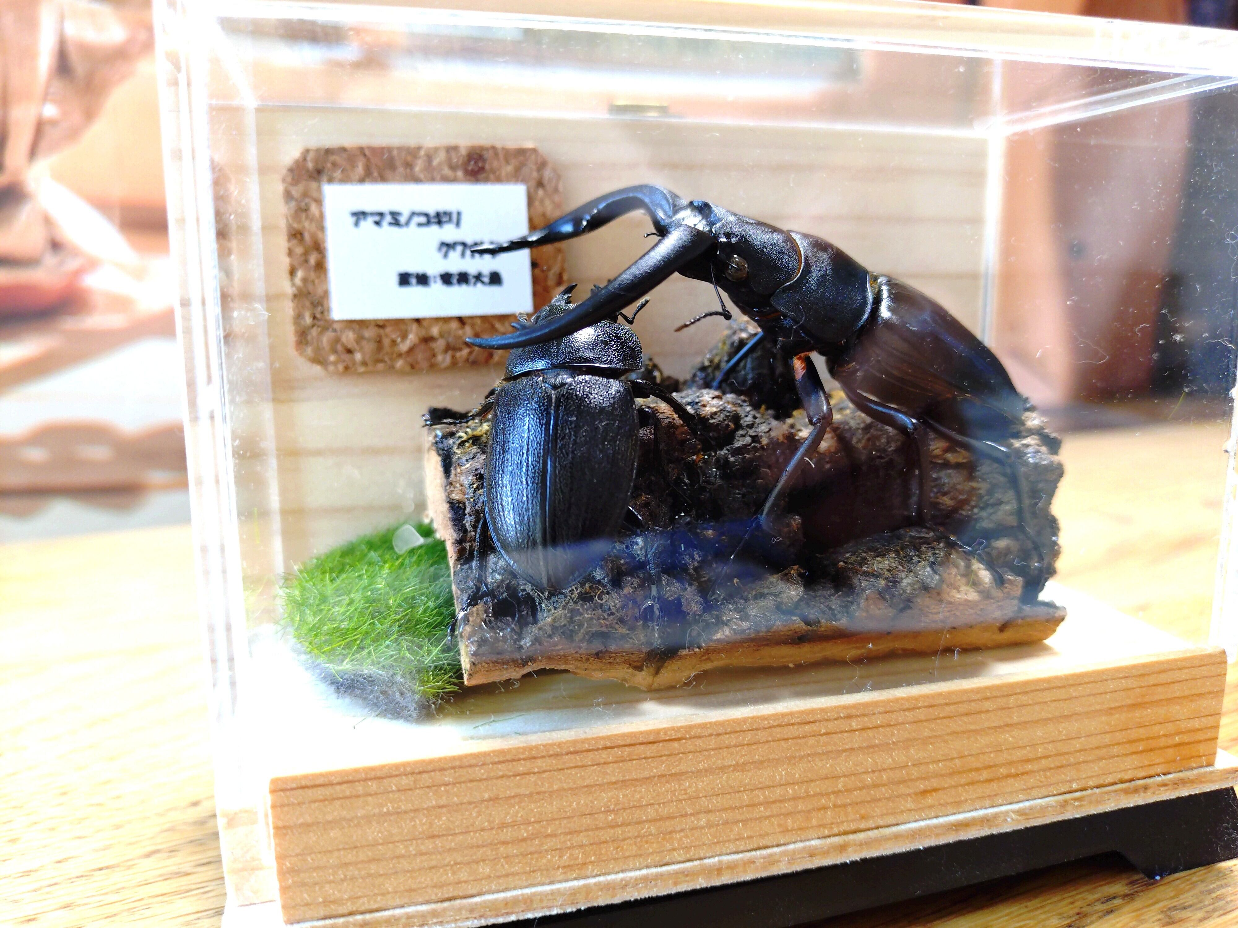ジオラマ標本（アマミノコギリクワガタ） | のこのこLAB