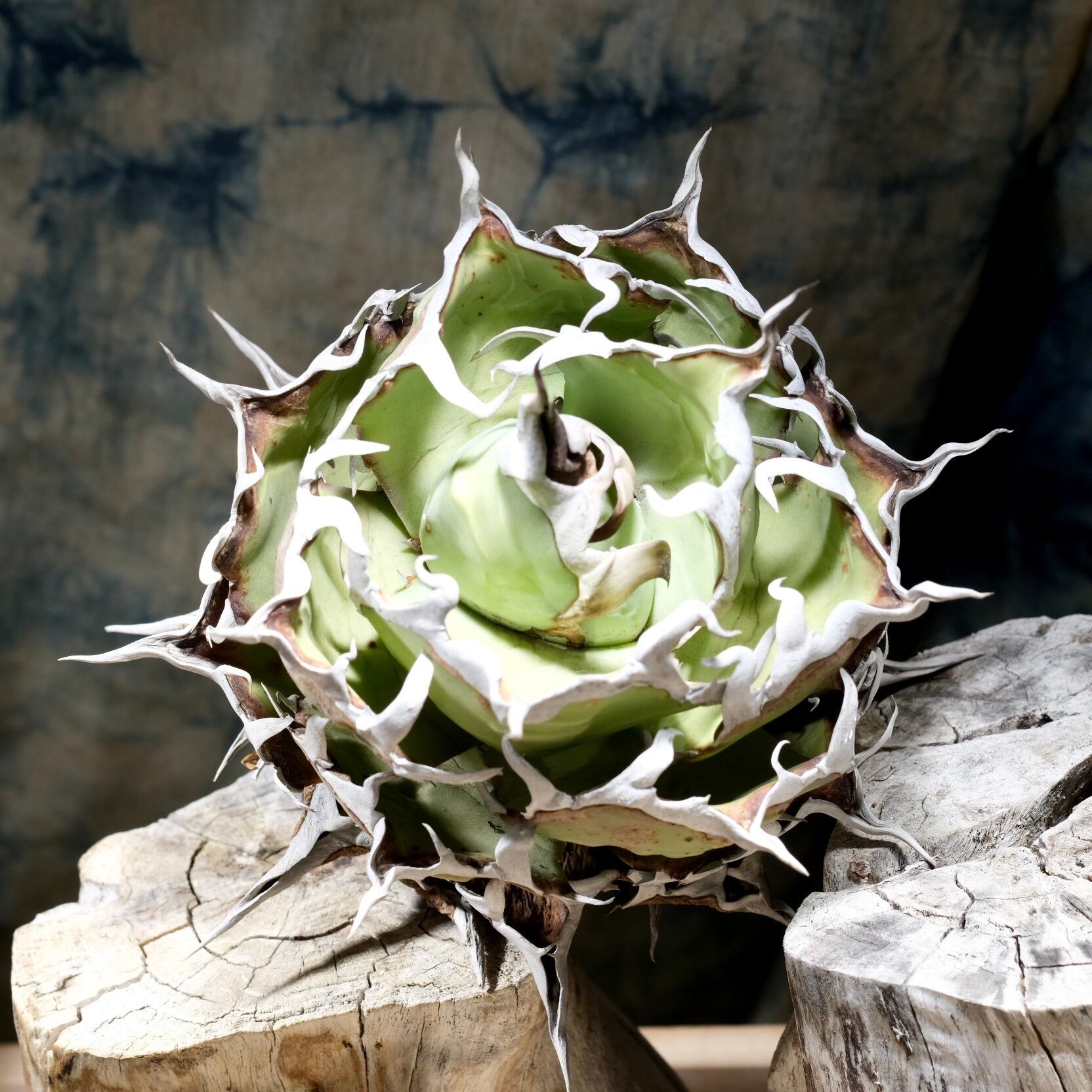 Agave titanota Wabi 黒帝斯 17cm | wabi