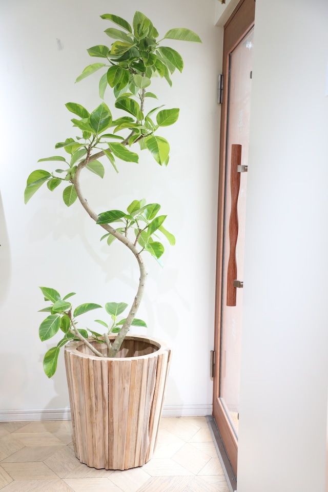 【L】【渋谷区周辺エリア/配送料無料】【190cm】フィカス アルテシマ/Ficus Altissima　※鉢カバー別