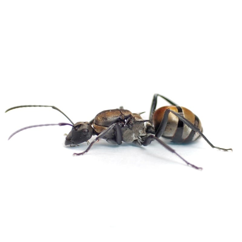 アモントゲアリ｜女王｜Polyrhachis ammon | あり巣 in underground