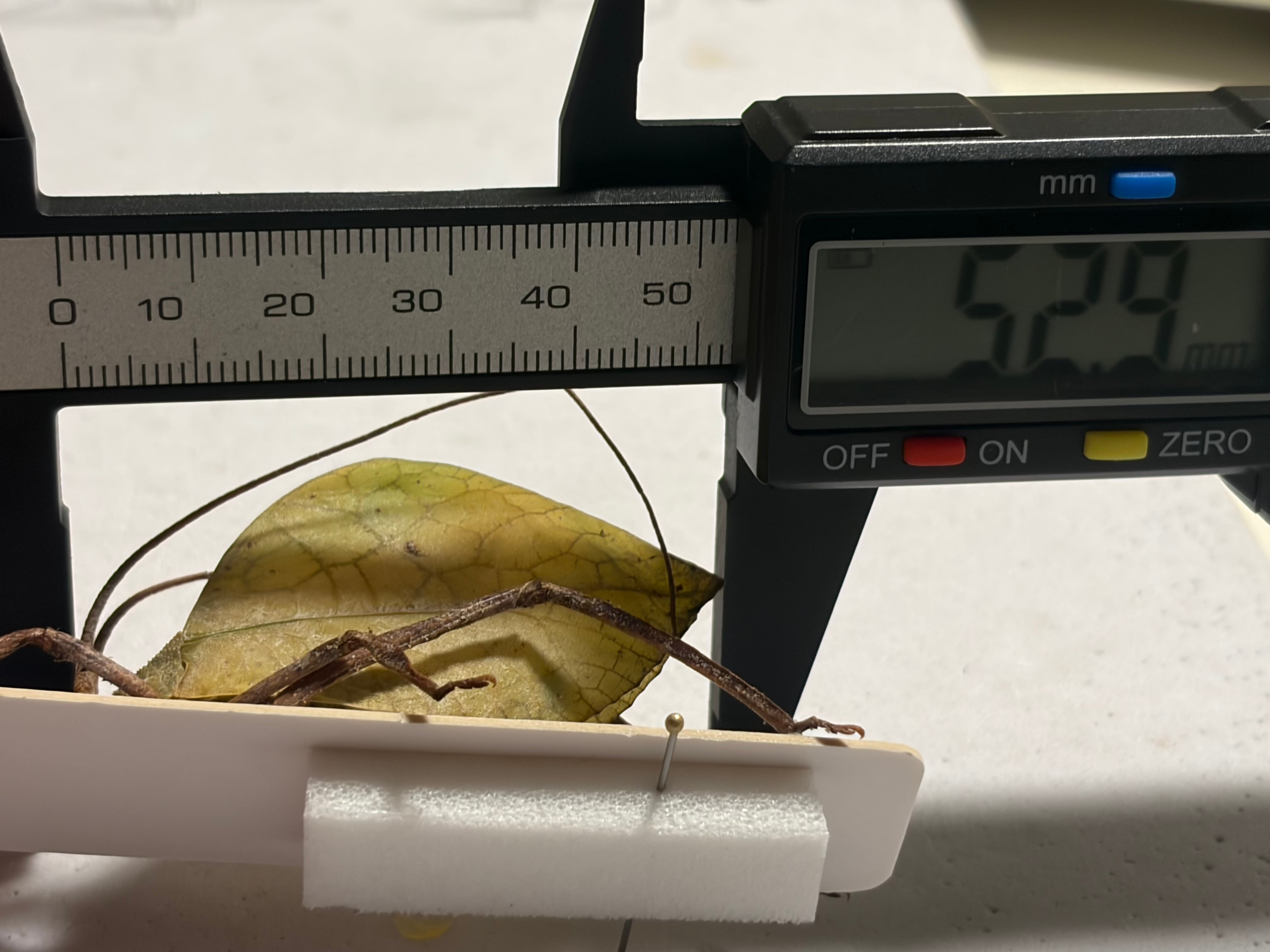 50mm程】葉脈のような透け感が美しい巨大なコノハバッタ 標本直翅類
