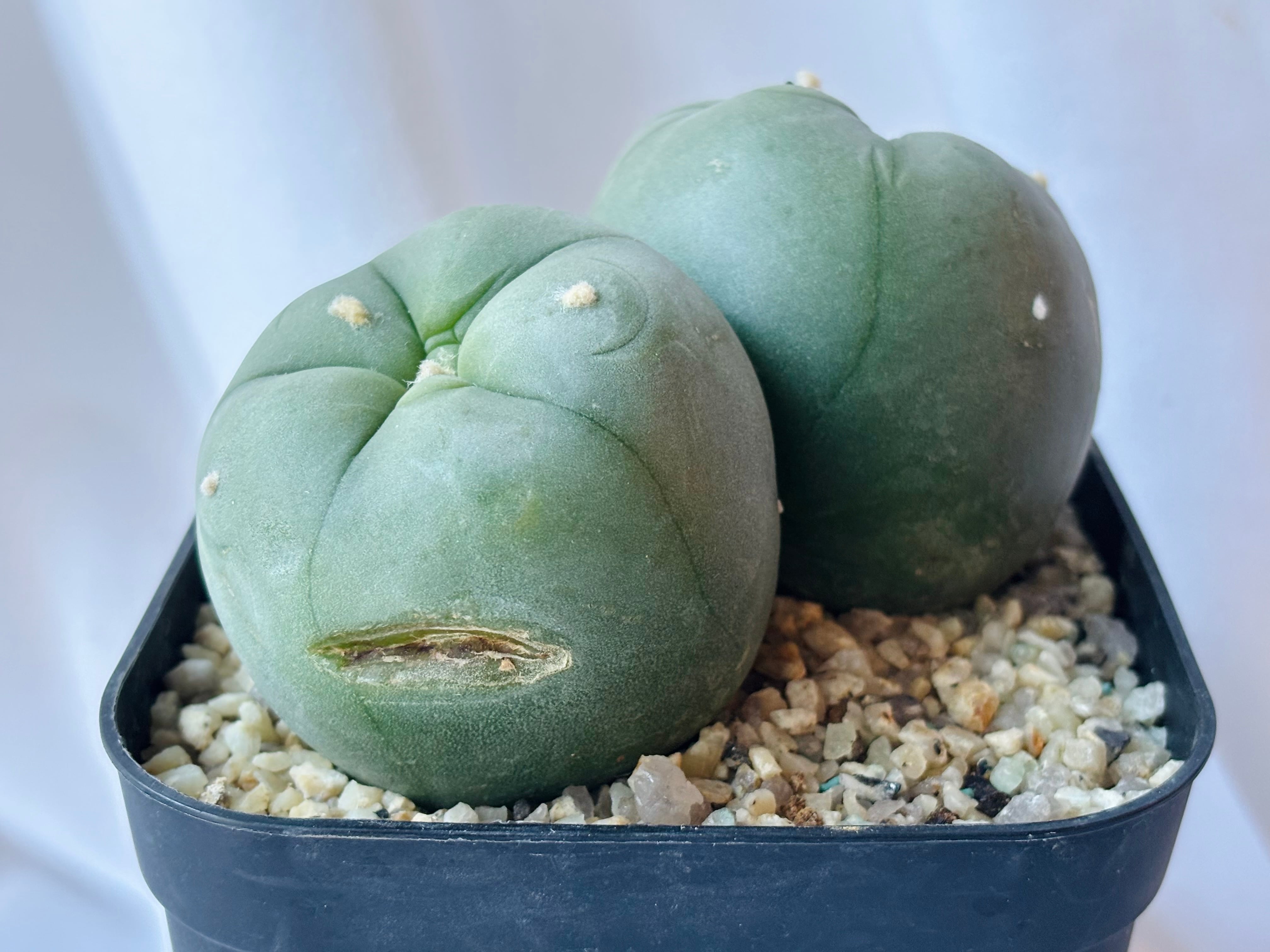 Lophophora diffusa ロフォフォラ 翠冠玉 大疣タイプ サボテン