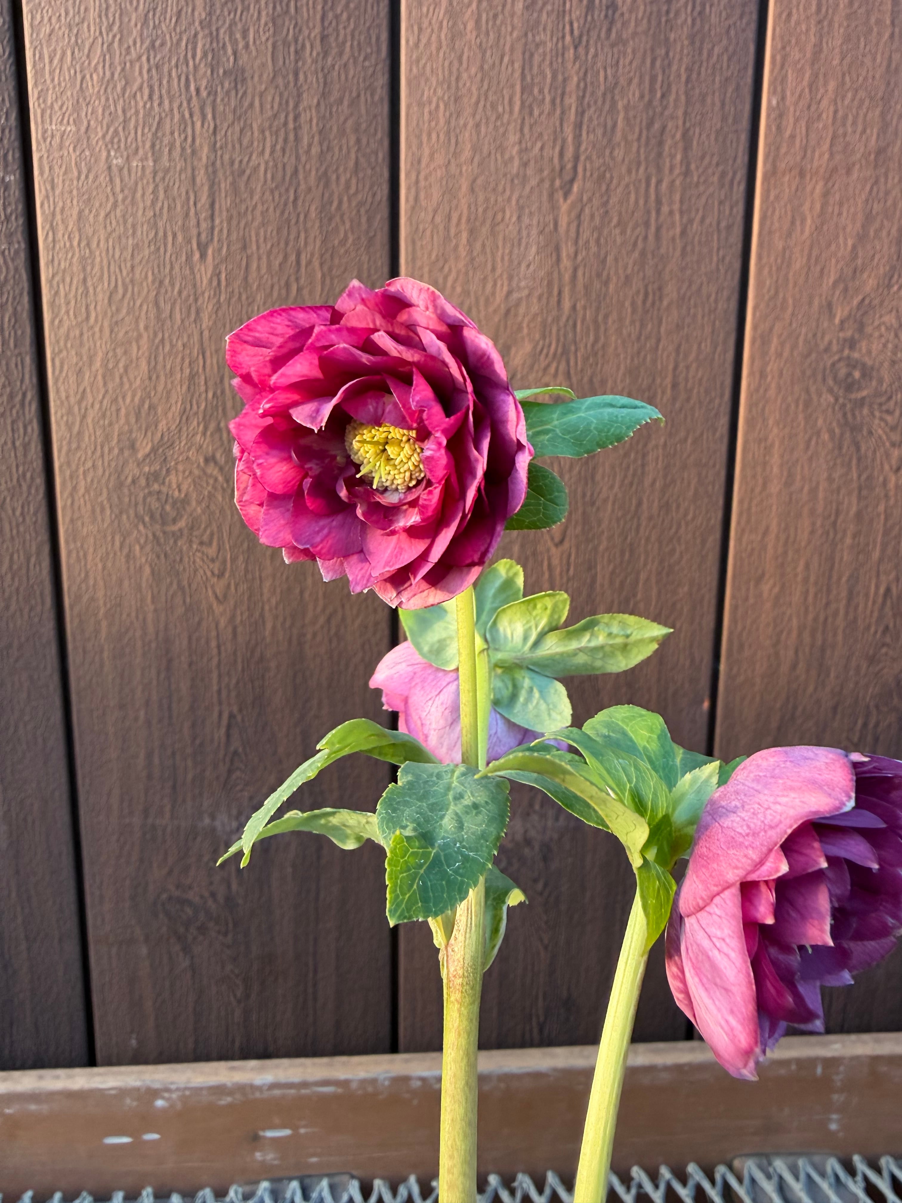 アンティークアフロディーテ系多弁パープル 加藤農園 クリスマスローズ