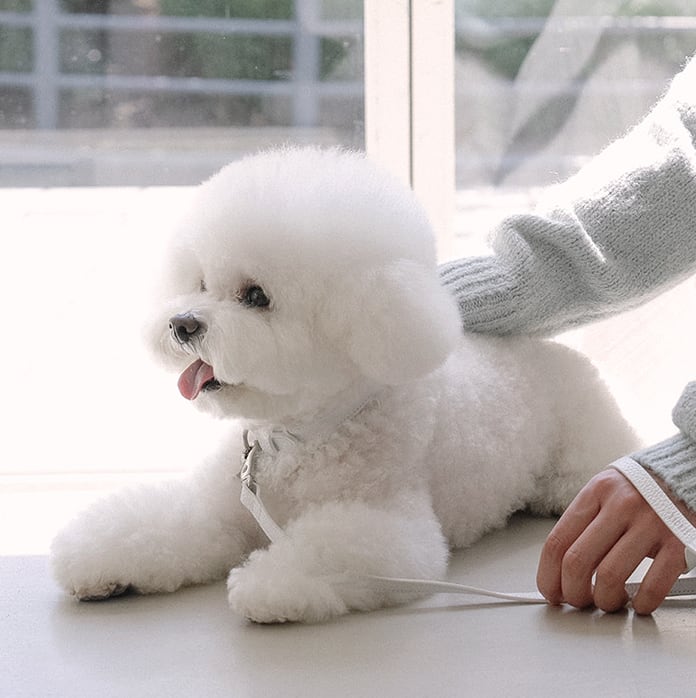 即納【stroll】Lumiere Collar (White)