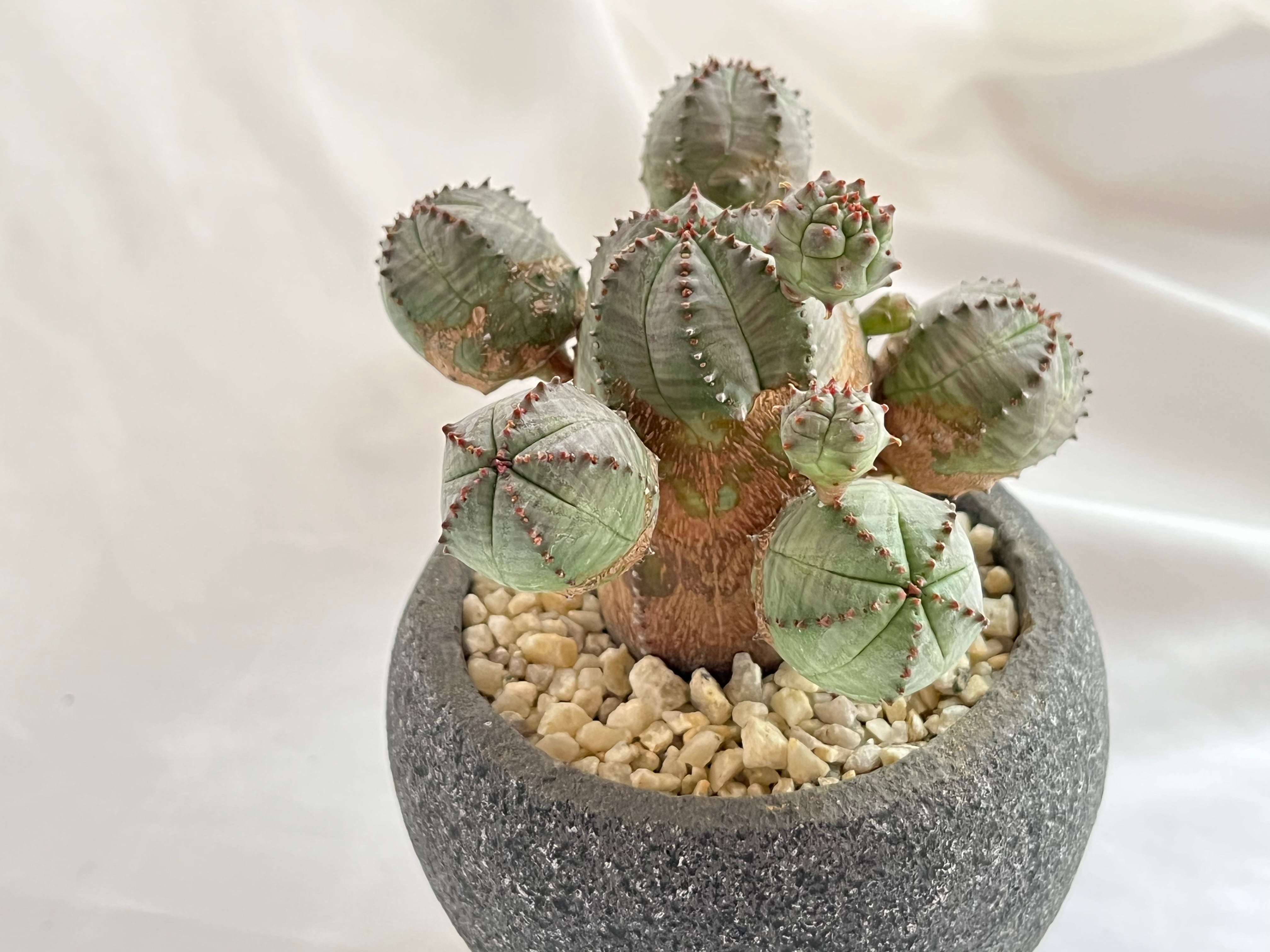 Euphorbia Obesablow ユーフォルビア・オベサブロウ 多肉植物 | plants MARU ー 多肉植物・サボテン・園芸グッズのお店  ー powered by BASE