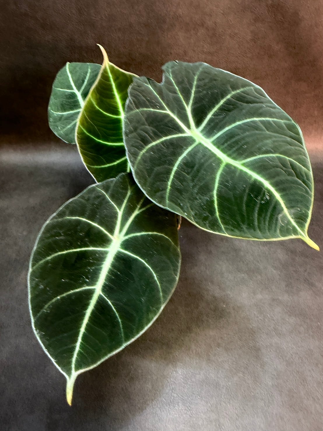 ヴェノム・アロカシア 3号 ① | 観葉植物と雑貨のお店 VIVAGREEN