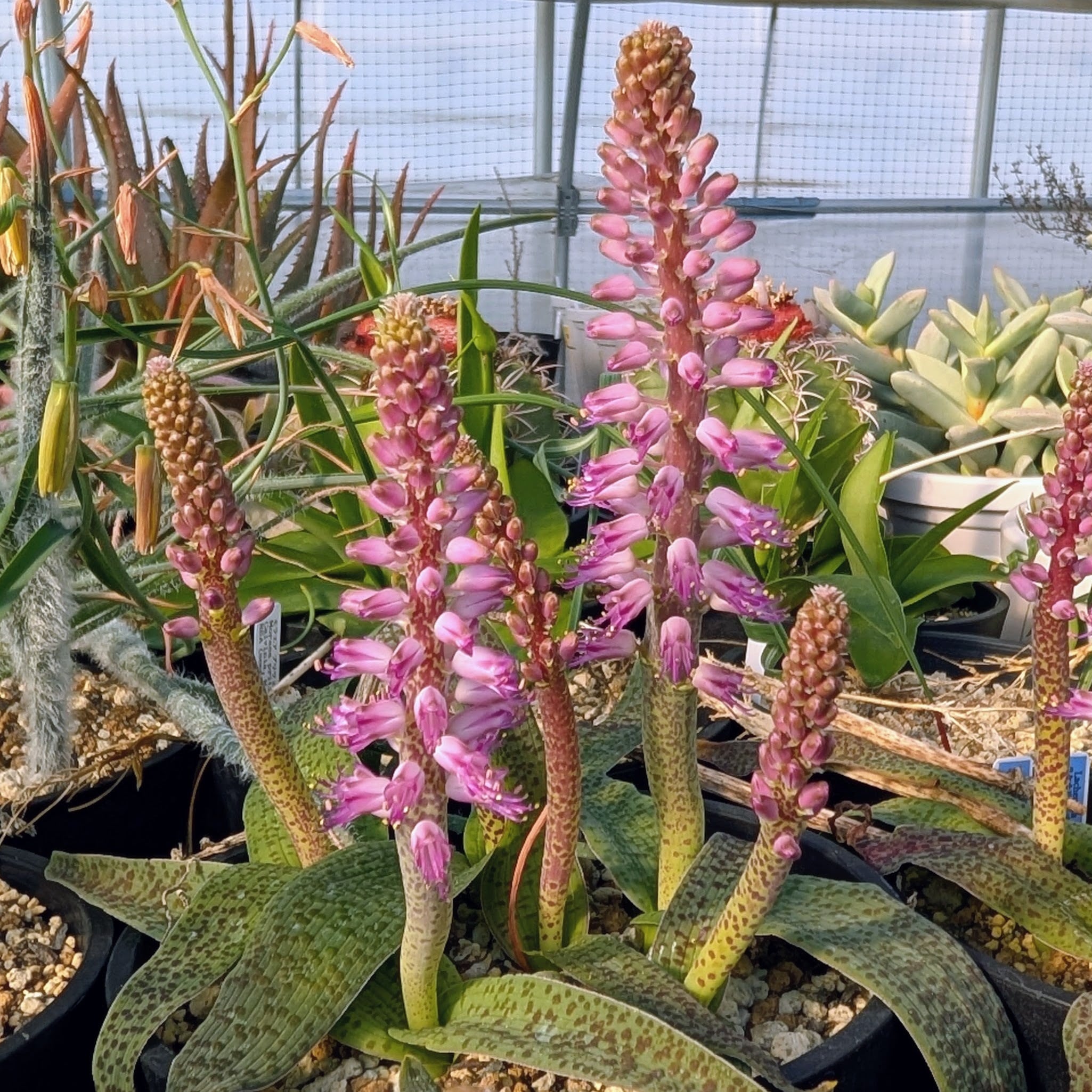 種子(少量パック)/15粒】Lachenalia nardousbergensis (Nardousberg, S