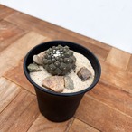 Copiapoa hypogaea【コピアポア・ヒポガエア】