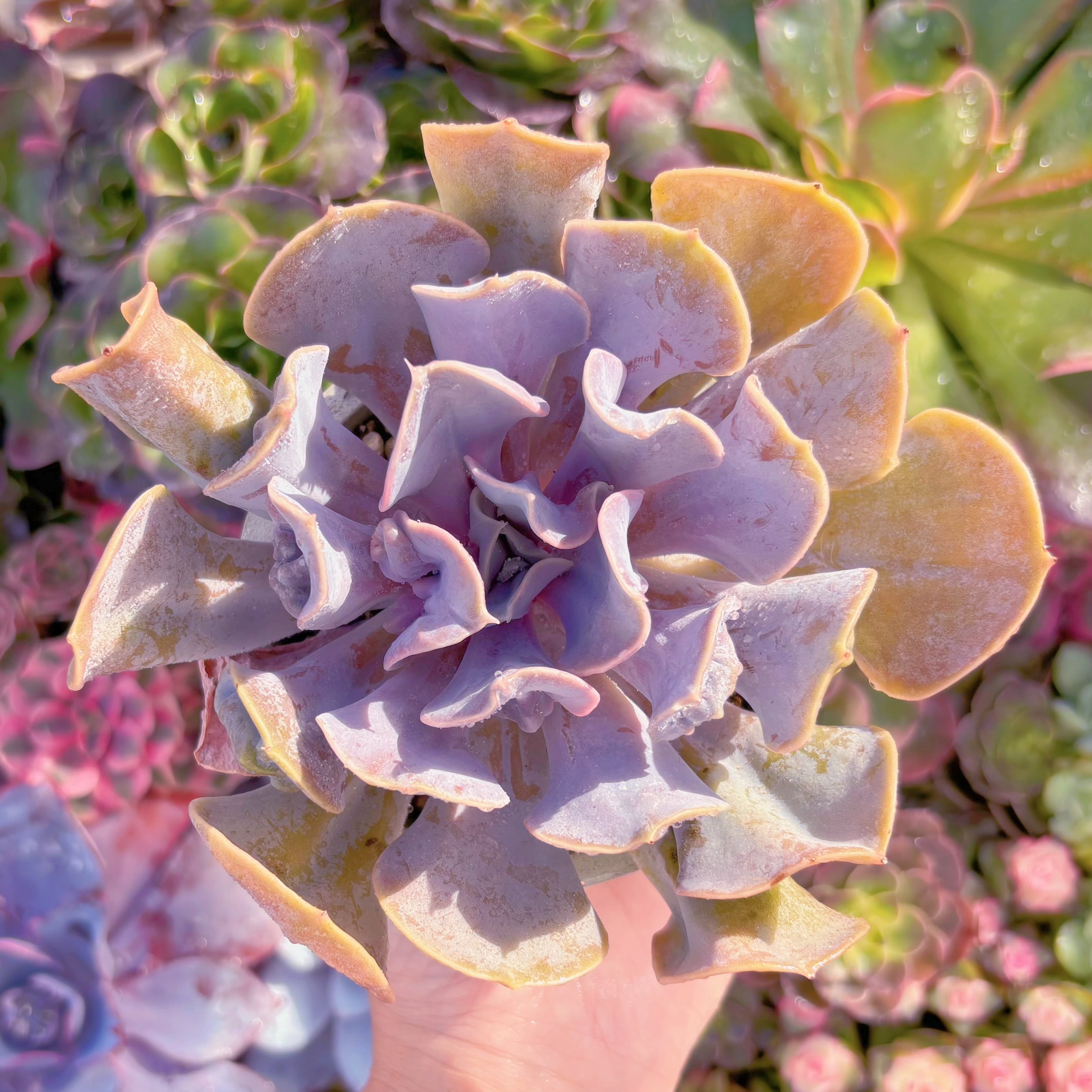 現品　ヴァルキリーエトランペット#F019　大苗　るる農園