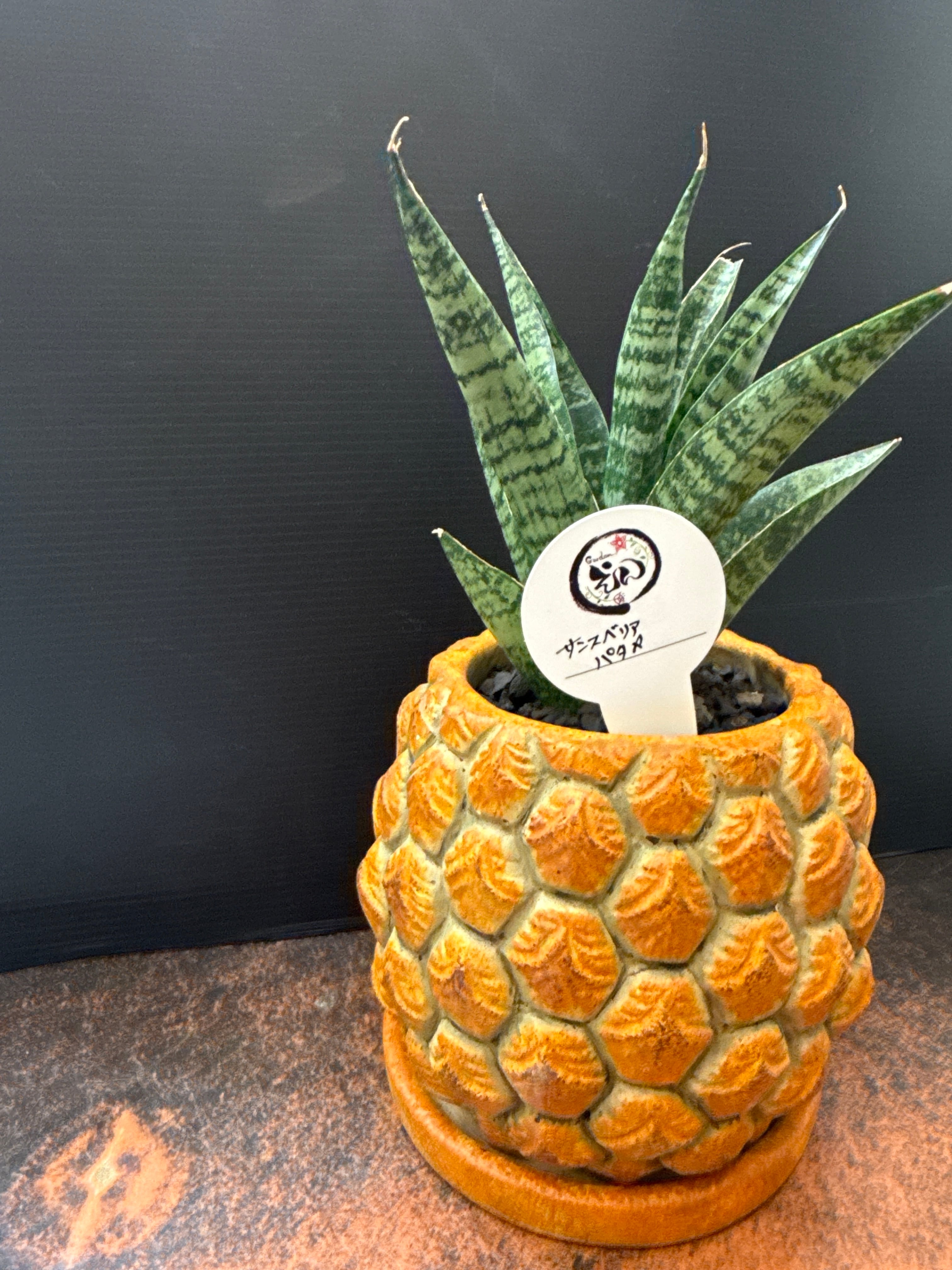 パイナップル鉢植えセット］ サンスベリア PATTAYA | Gardenえん