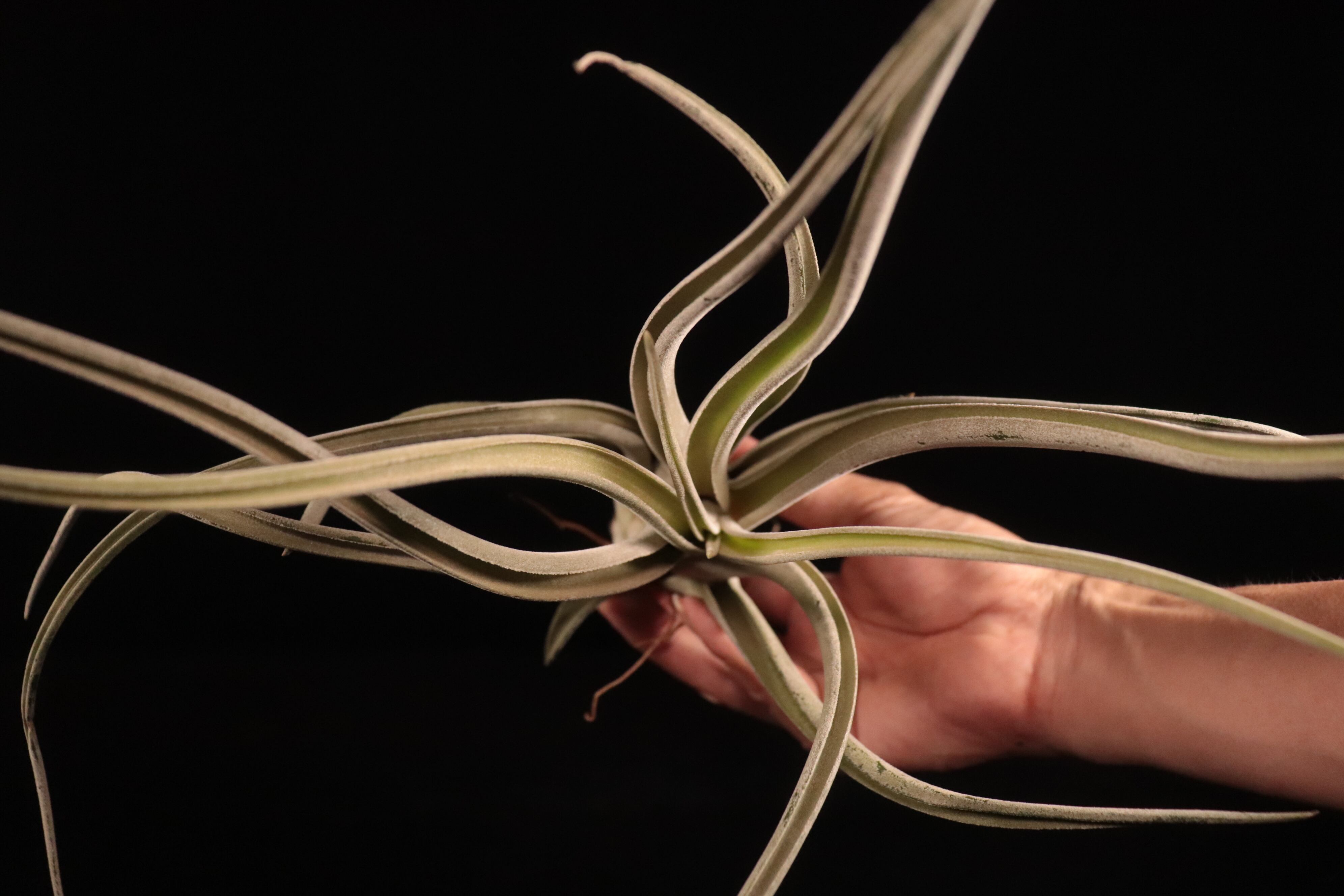 送料無料】chiapensis x caput-medusae〔エアプランツ〕現品発送T5109