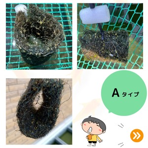 天然ヤシ材のメダカの産卵床【12個入り】