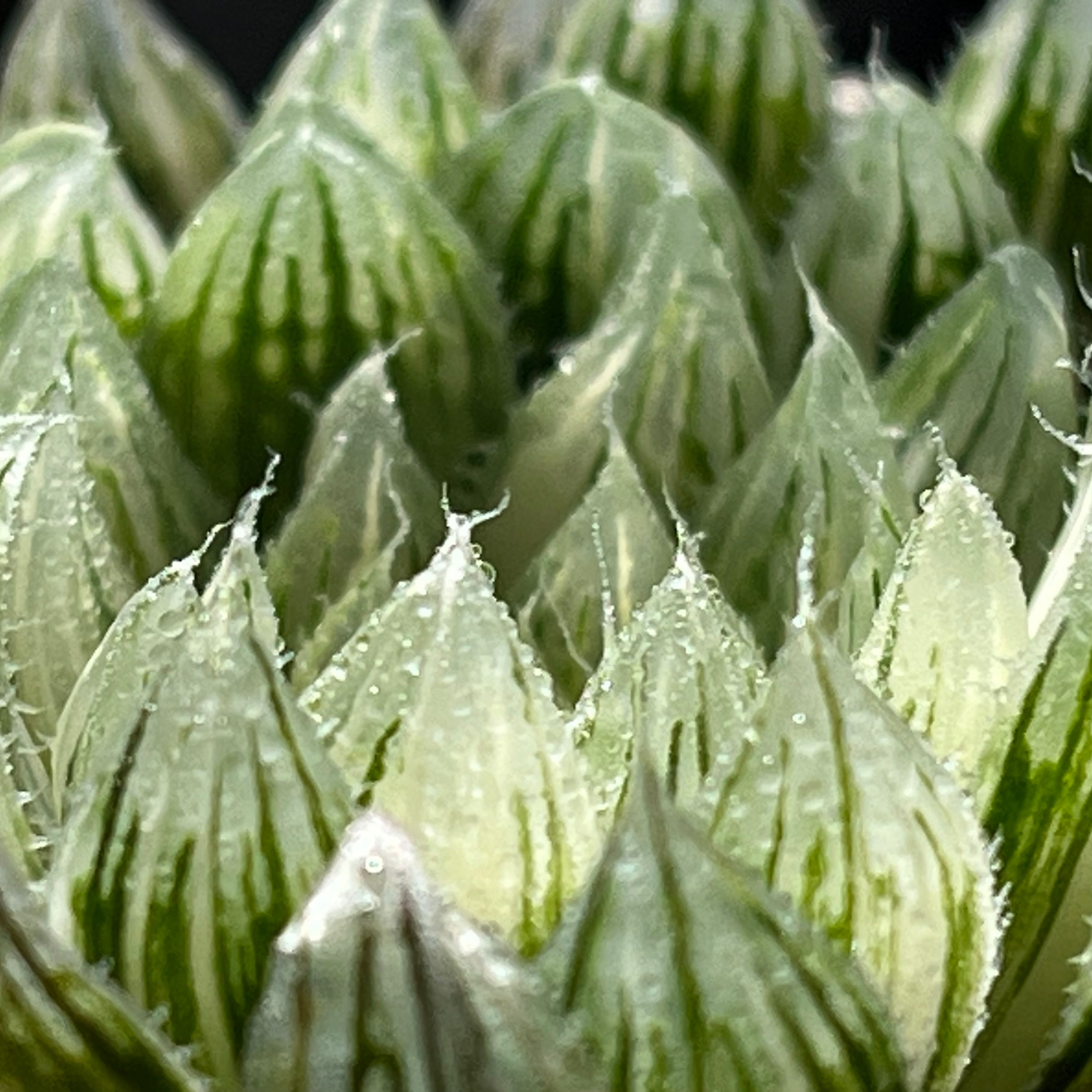 ハオルチア 花胡蝶 オブツーサ錦 | mocono_plants