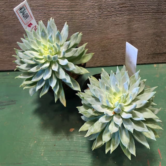 ファンファーレ Rupo 多肉植物専門店