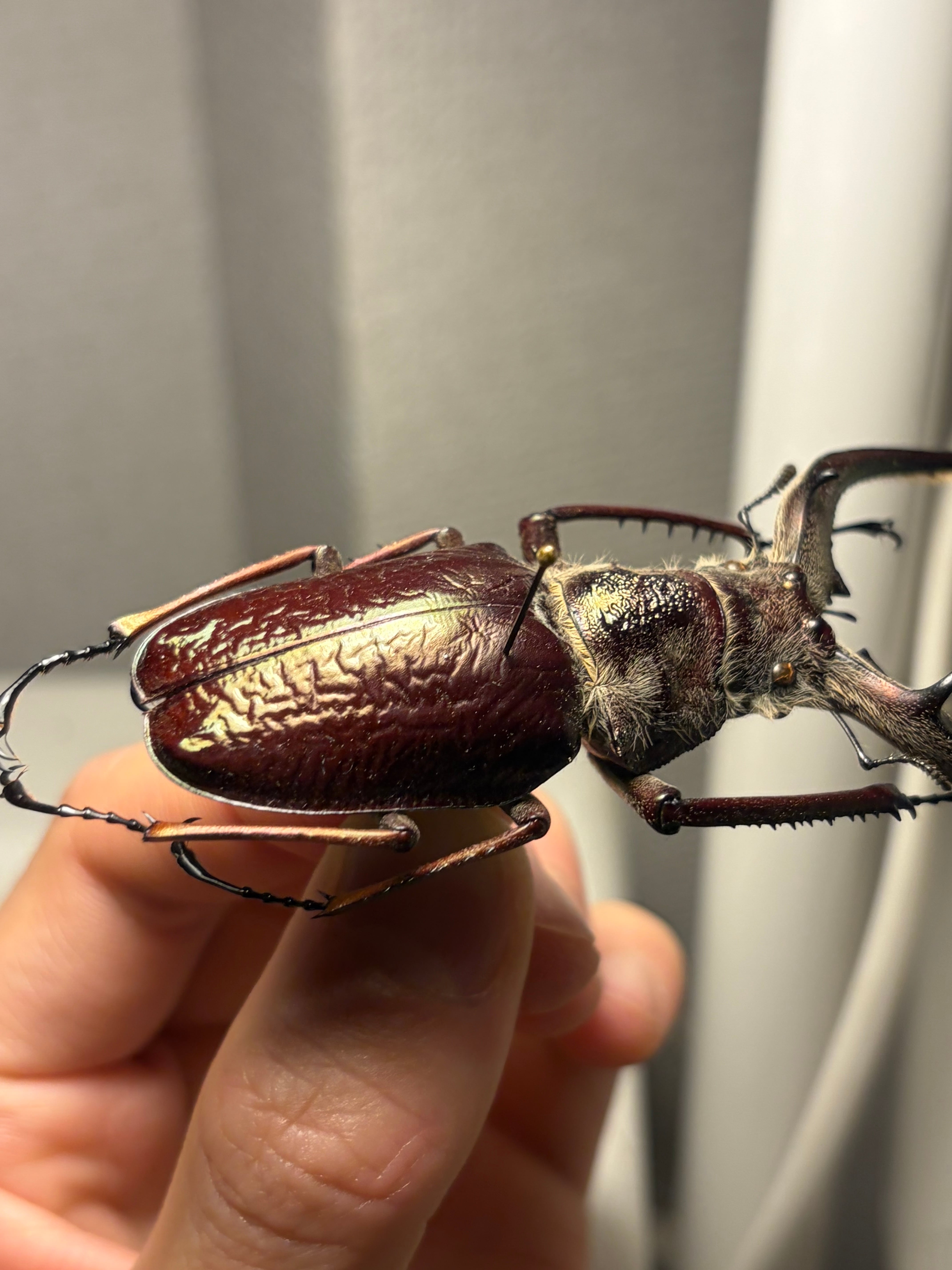 大顎BORDO】ギガンテウスシワバネクワガタ 昆虫標本 チリクワガタ