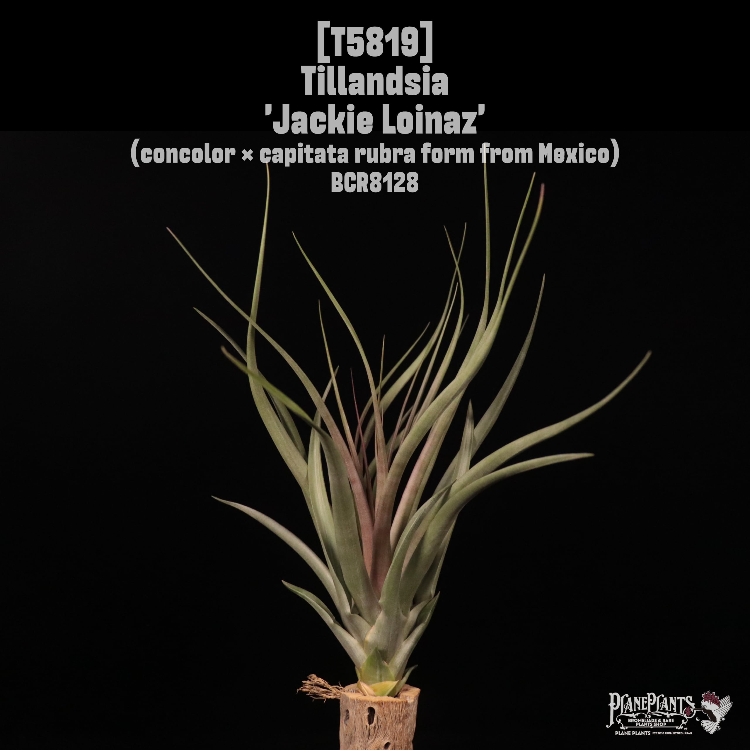 【reserved】Tillandsia 'Jackie Loinaz'〔ティランジア〕T5819