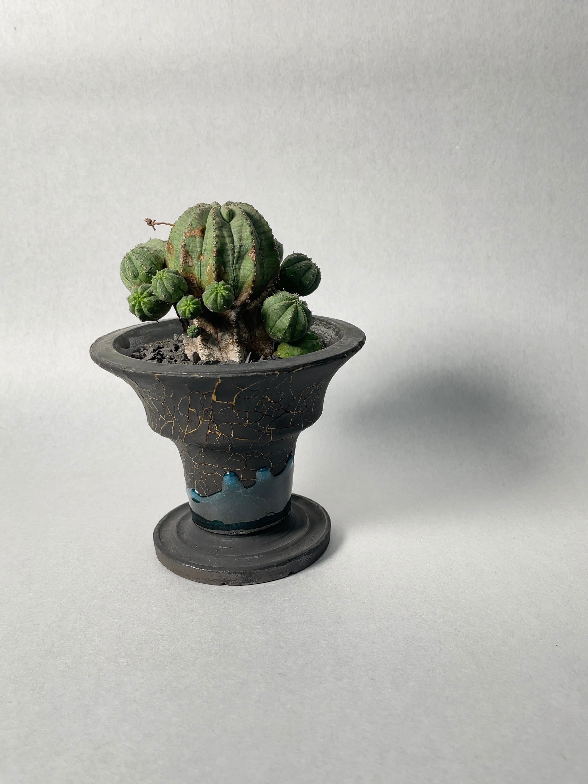 ユーフォルビア　オベサ梵天/珍奇植物/多肉植物 ユーフォルビア オベサ梵天 – MOLLIS