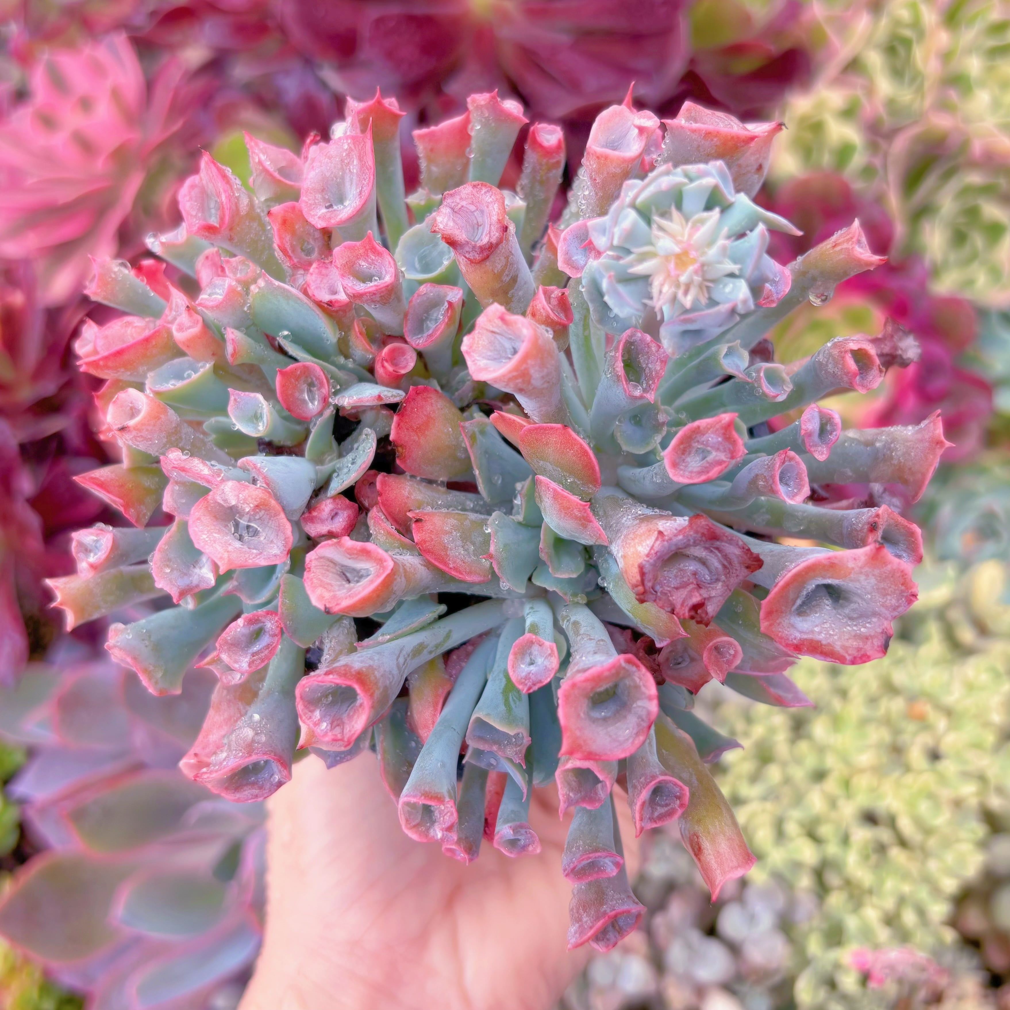 現品　魔笛#657　るる農園