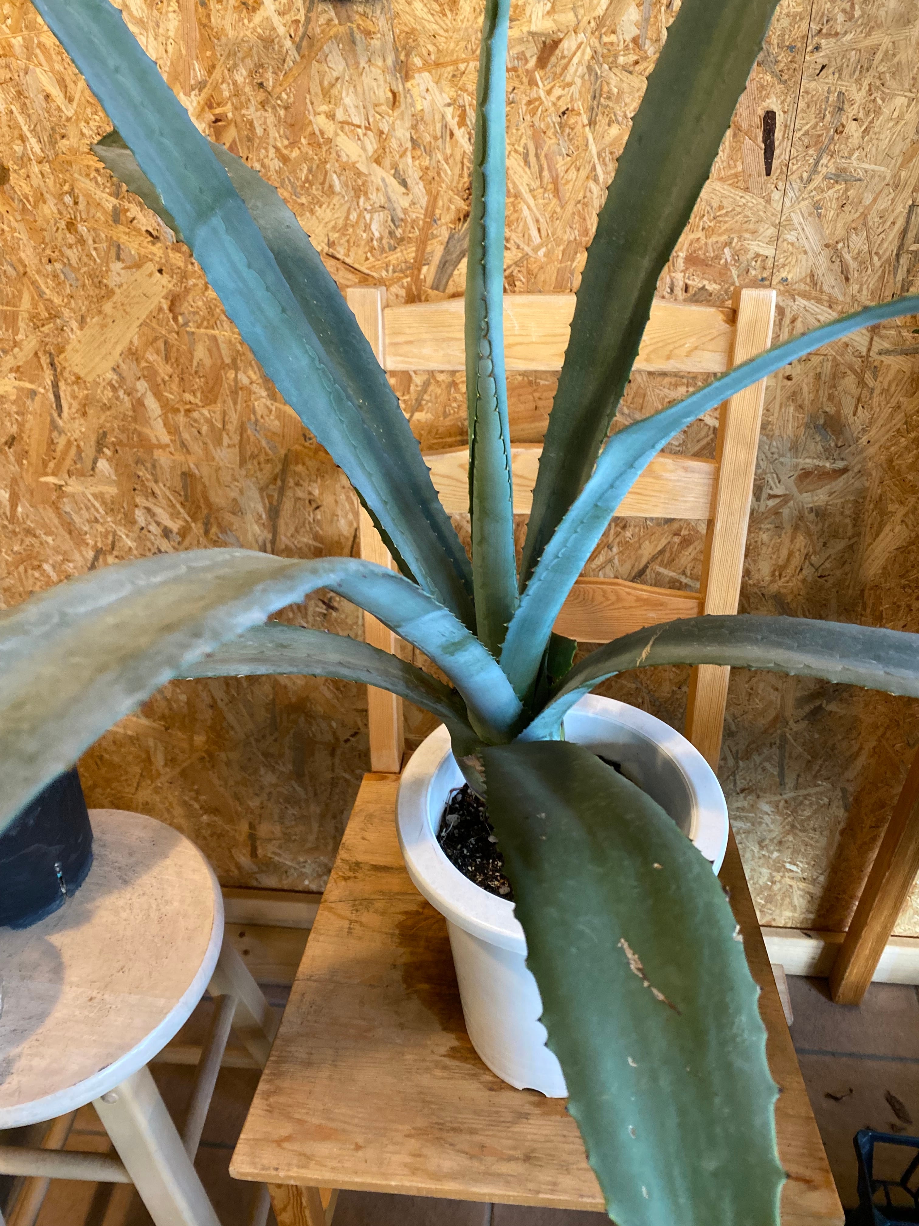 アガベ アメリカーナ H70cm W60cm 口径21cm | Garden Varejo アガベ アメリカーナ H70cm W60cm 口径21cm | Garden Varejo