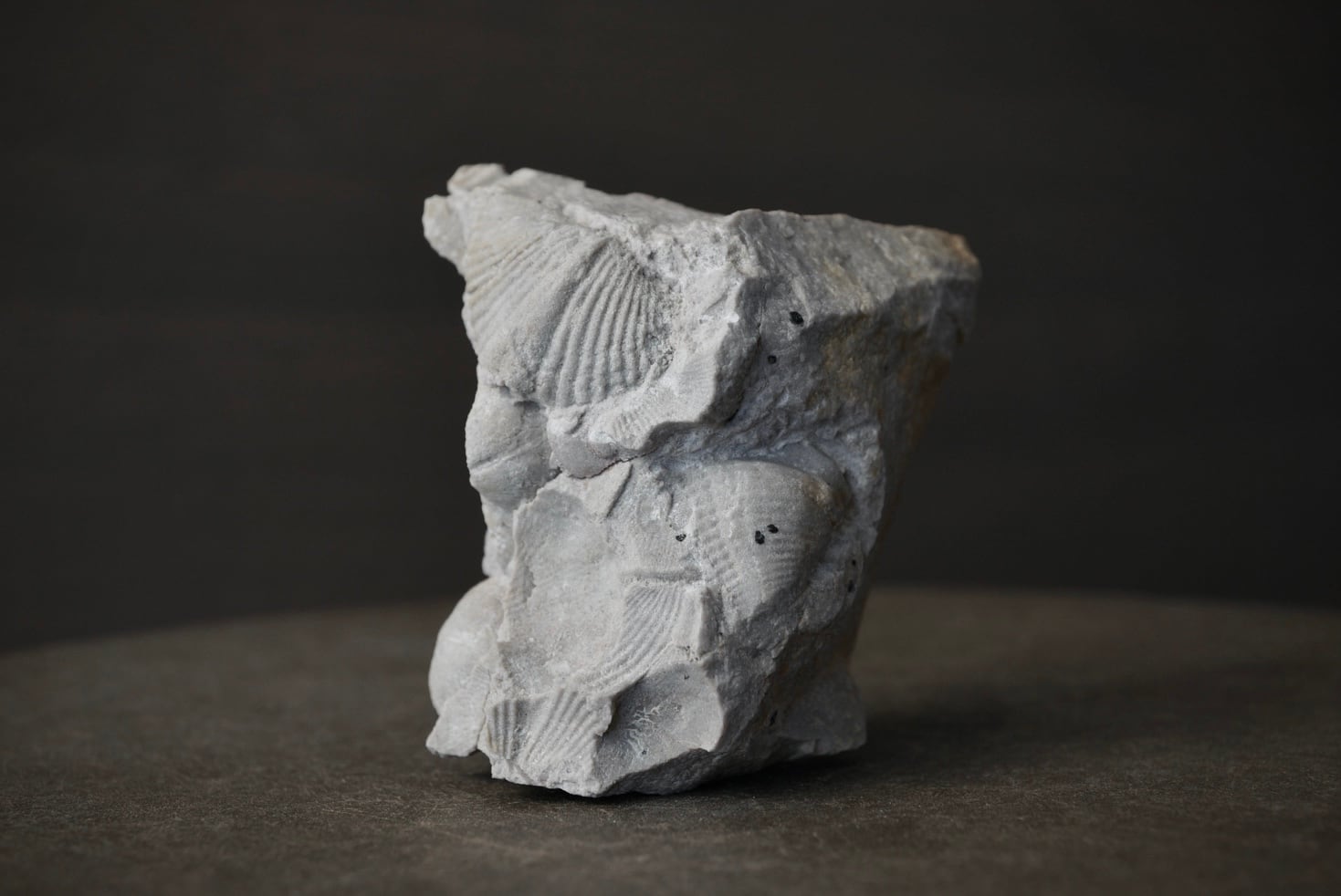 イギリス産黄鉄鉱化アンモナイト Pyritized Ammonite 1895 | 叙景 jokei