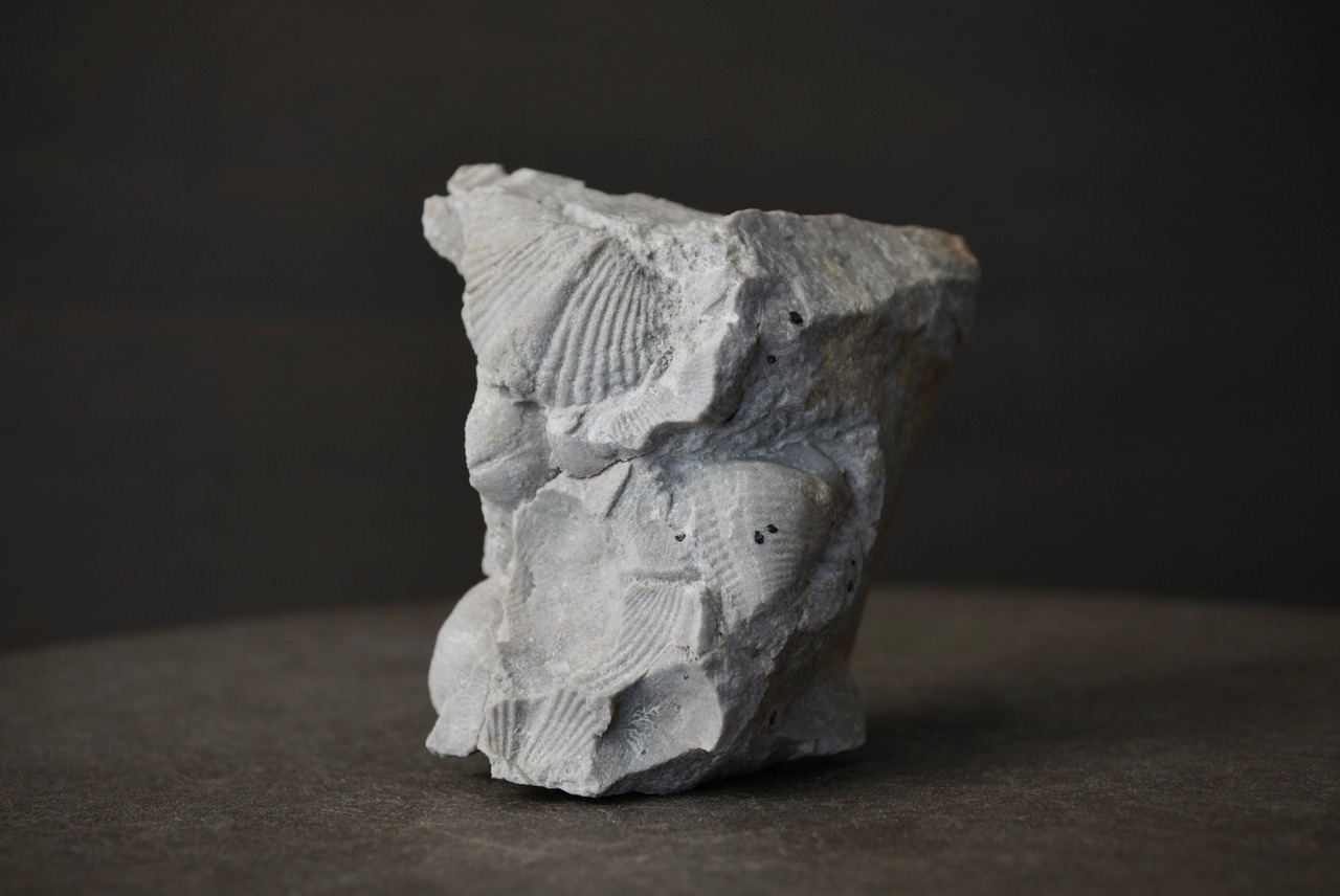 ポーランド産腕足類化石 Spinocyrtia sp. 1770