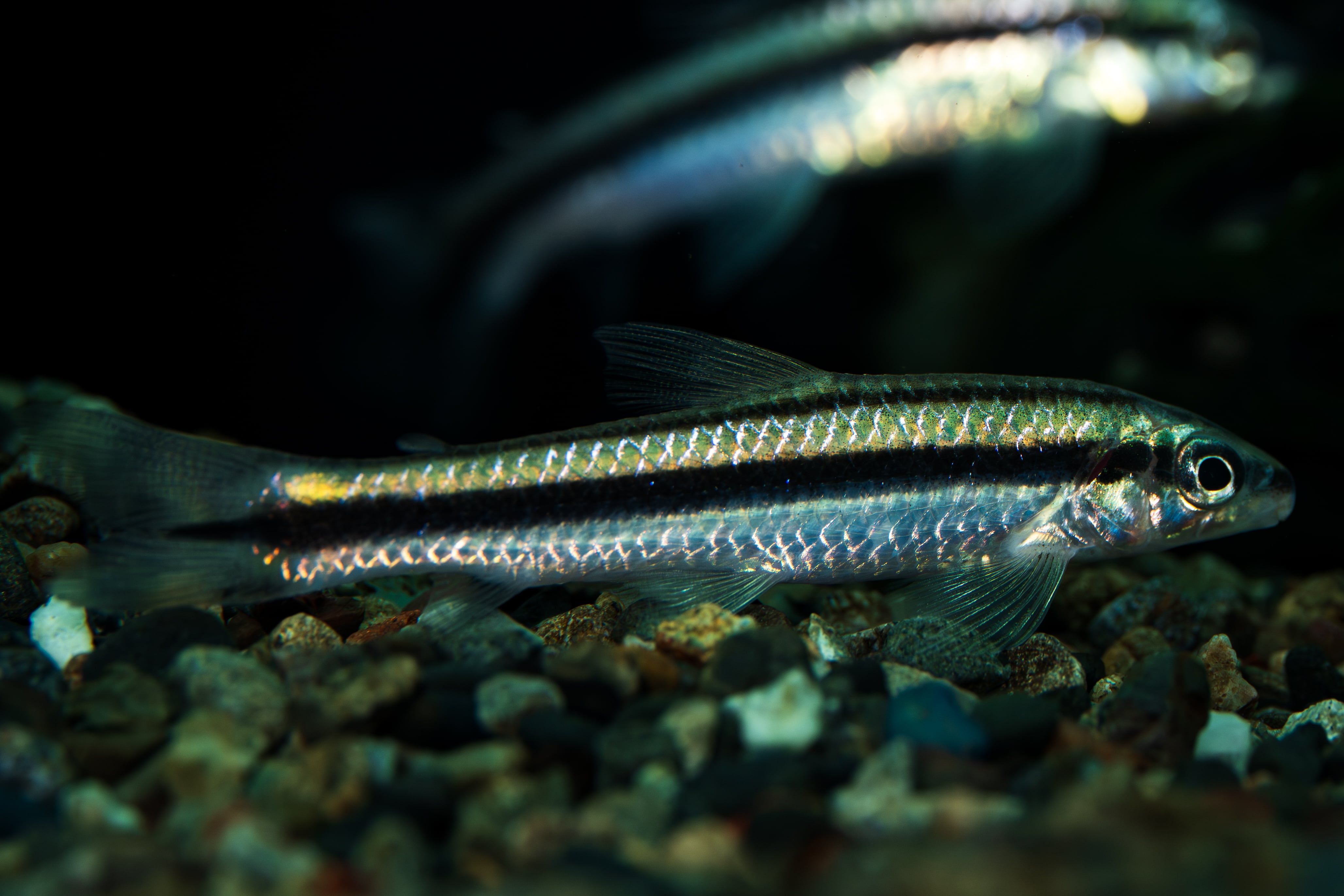 Furtadoa sp.