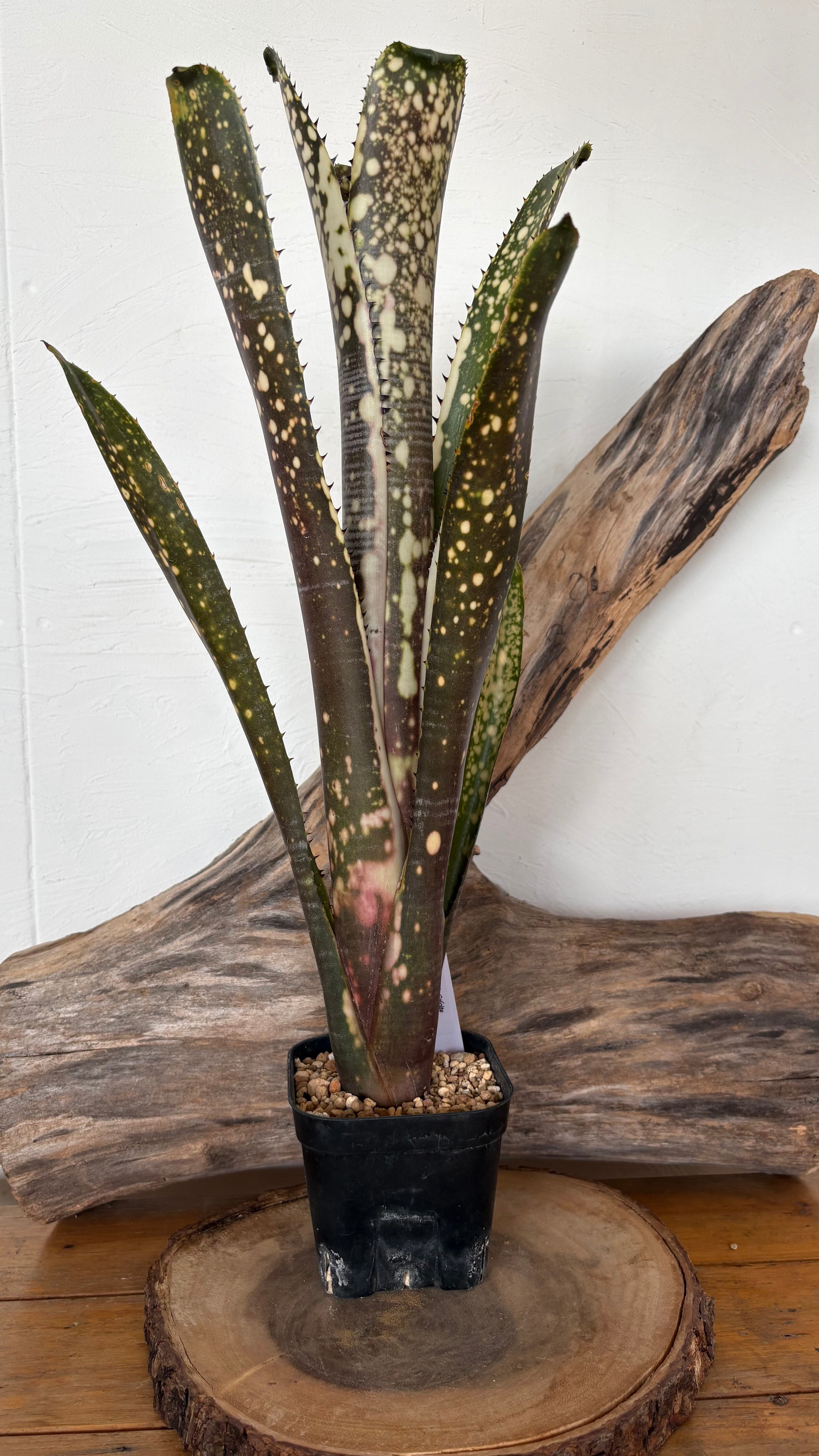 観葉植物 Billbergia Calcite
