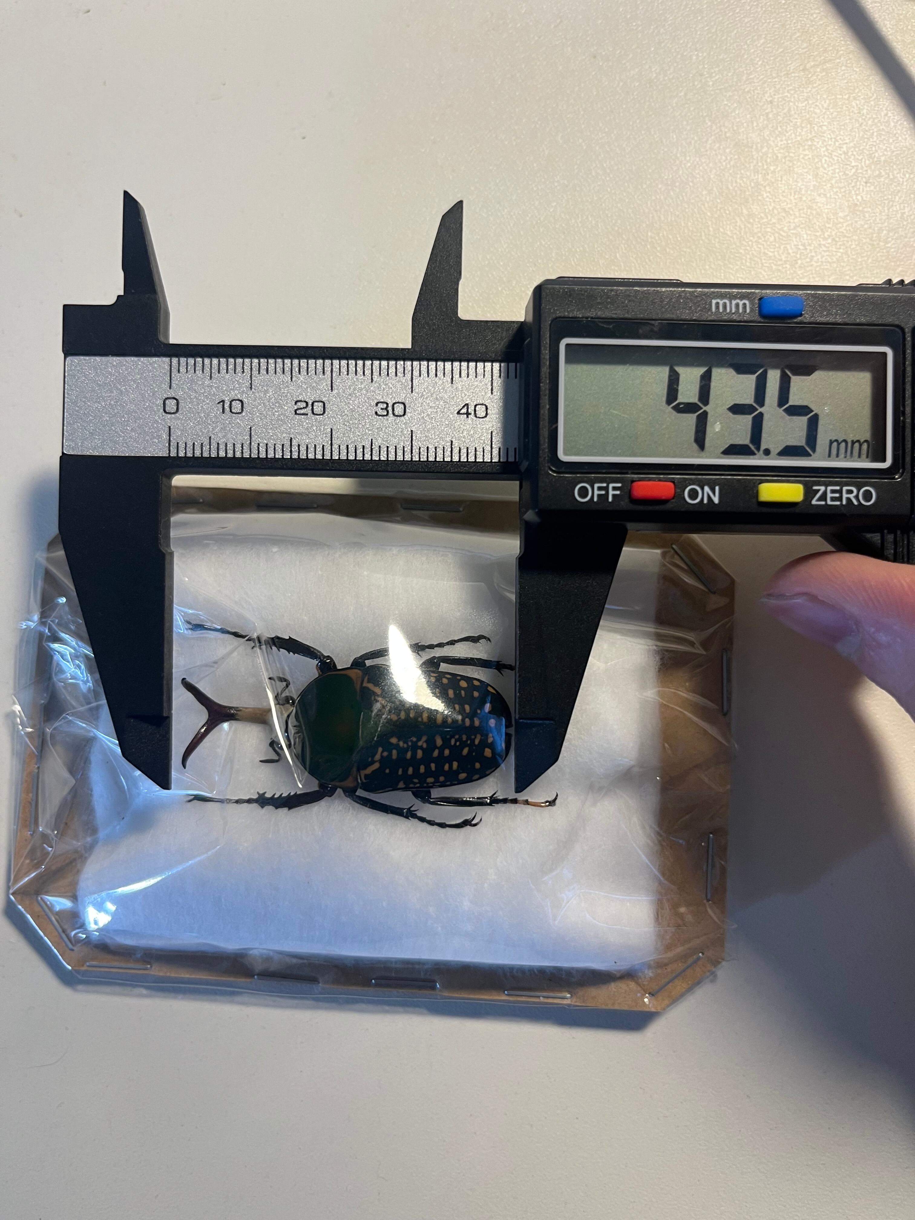 41mm♂】ハリシサスマタカナブン 標本ニジイロクワガタウグイスコガネ