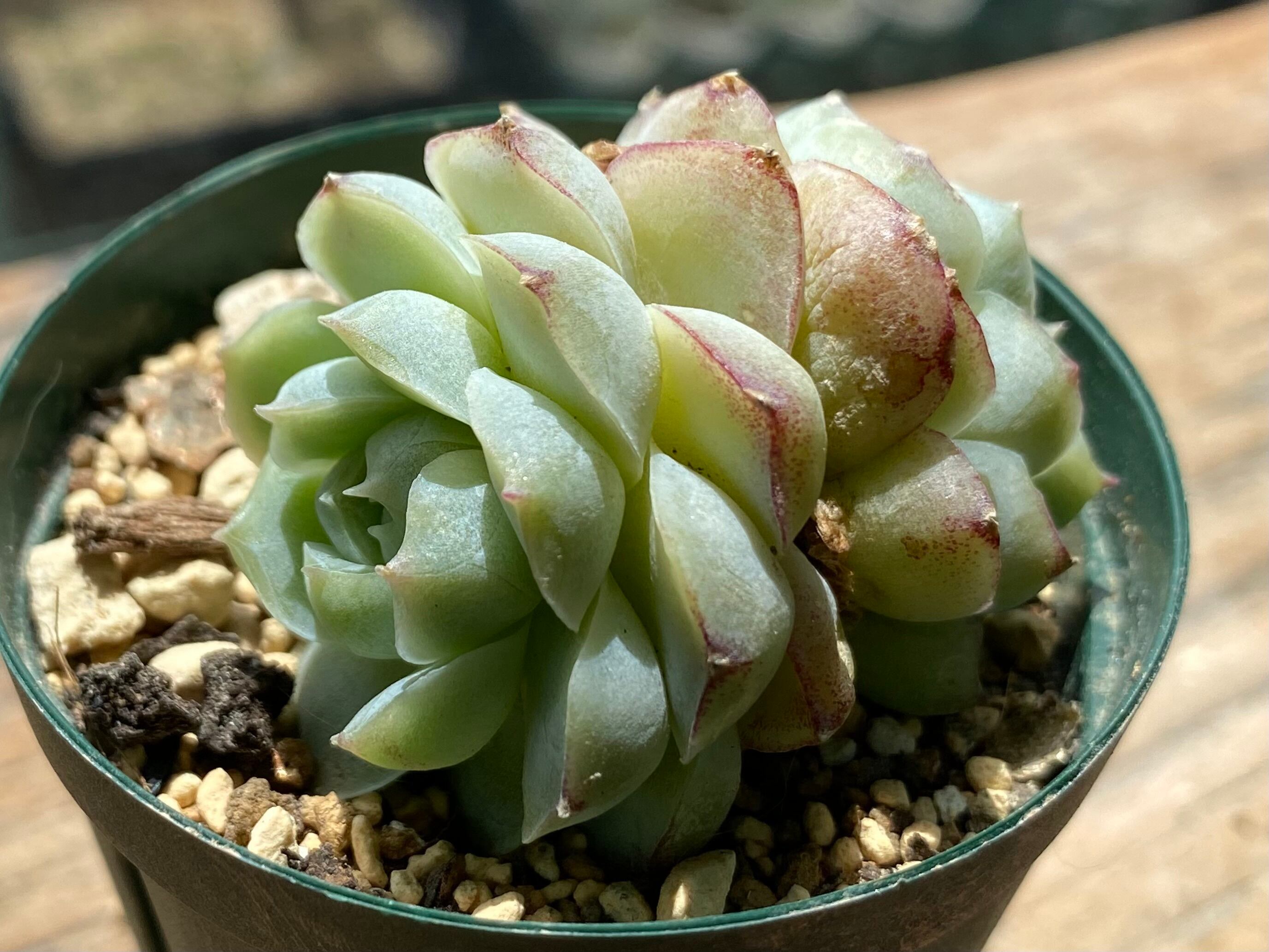 18#植物アエオニウム❤️カシミアバイオレット糸引き錦❤️1大頭7小頭