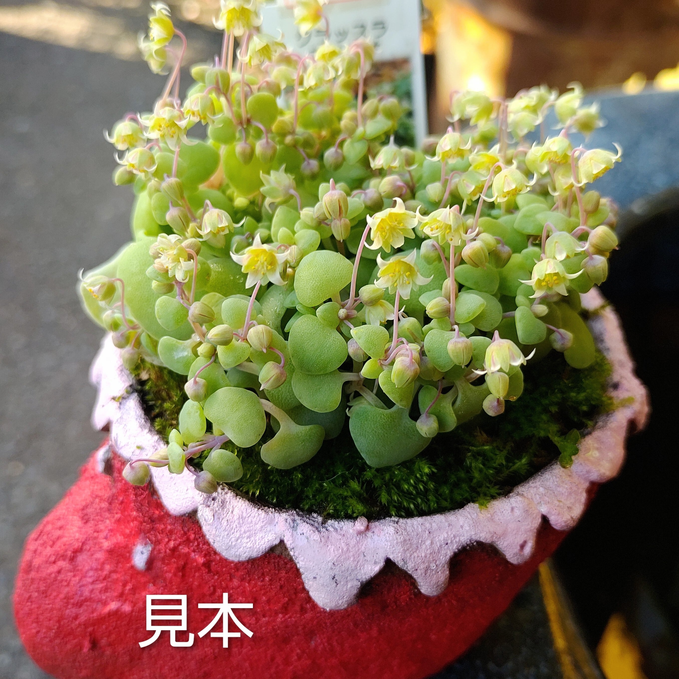 ネモロサ クラッスラ | RuPo 多肉植物専門店