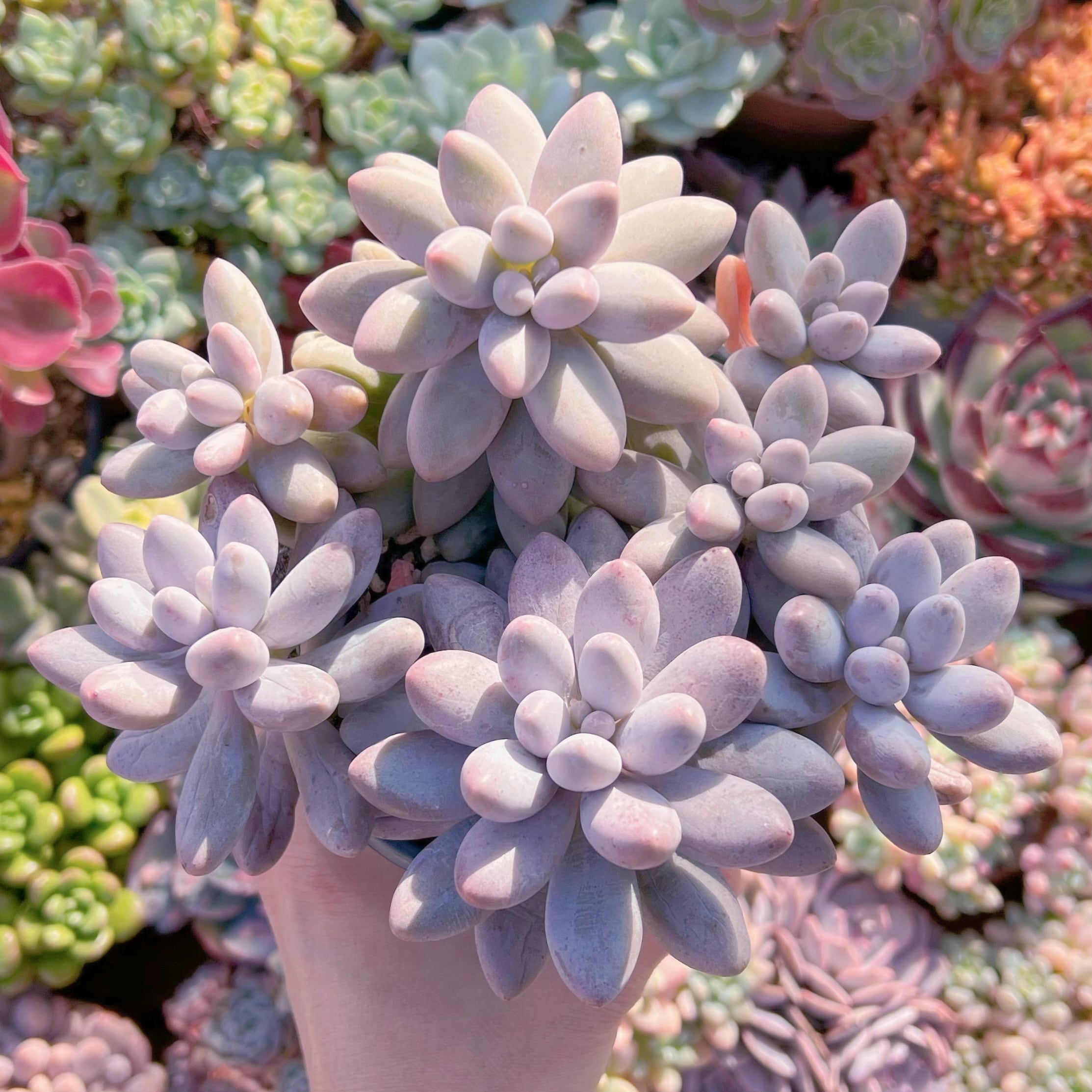 現品　タマゴチーズ#008　特大　新入荷